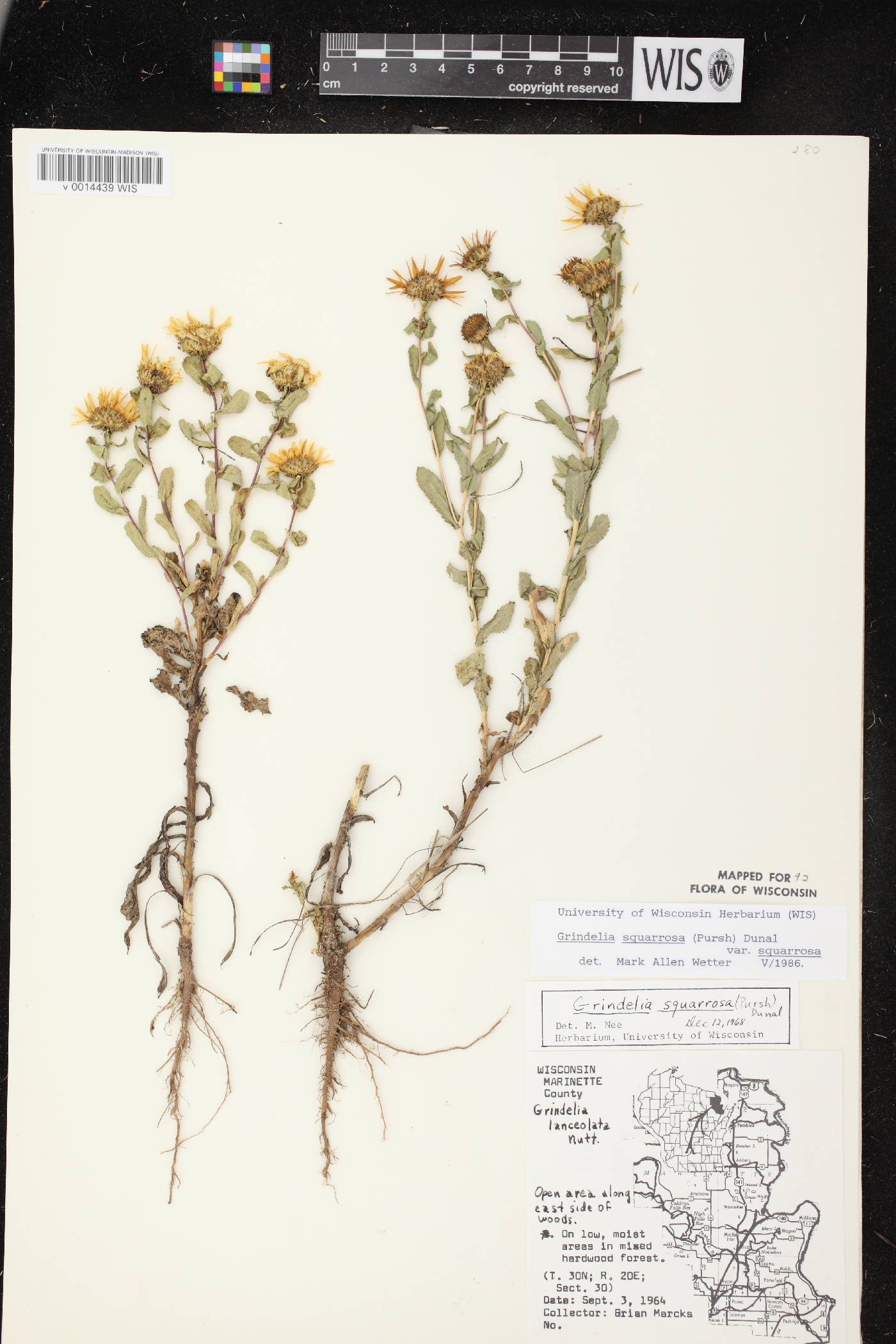 Grindelia squarrosa image