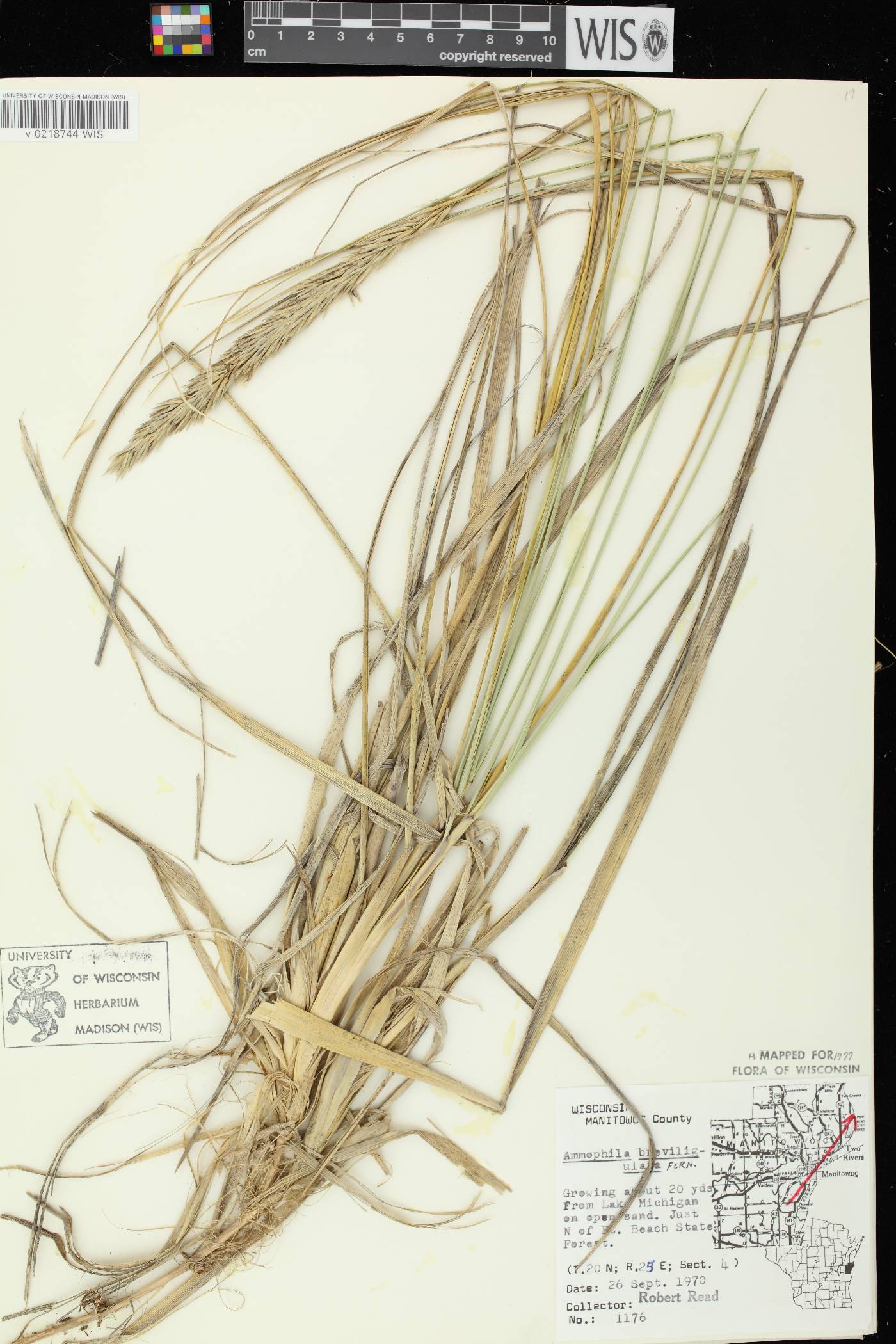 Ammophila breviligulata image