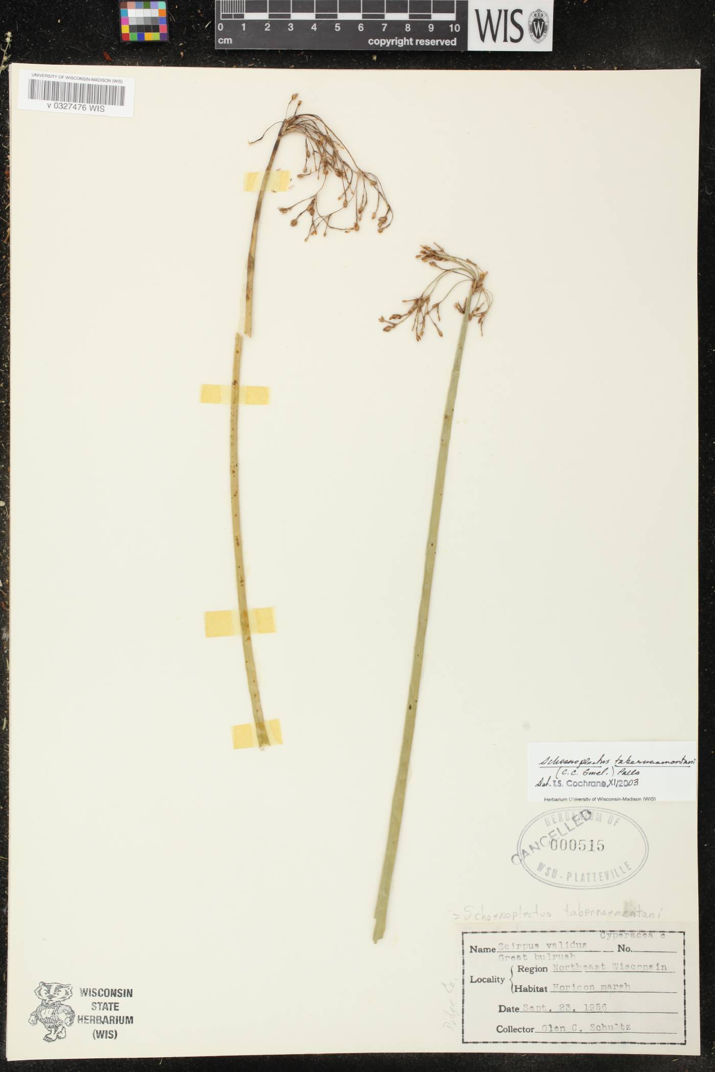 Schoenoplectus tabernaemontani image