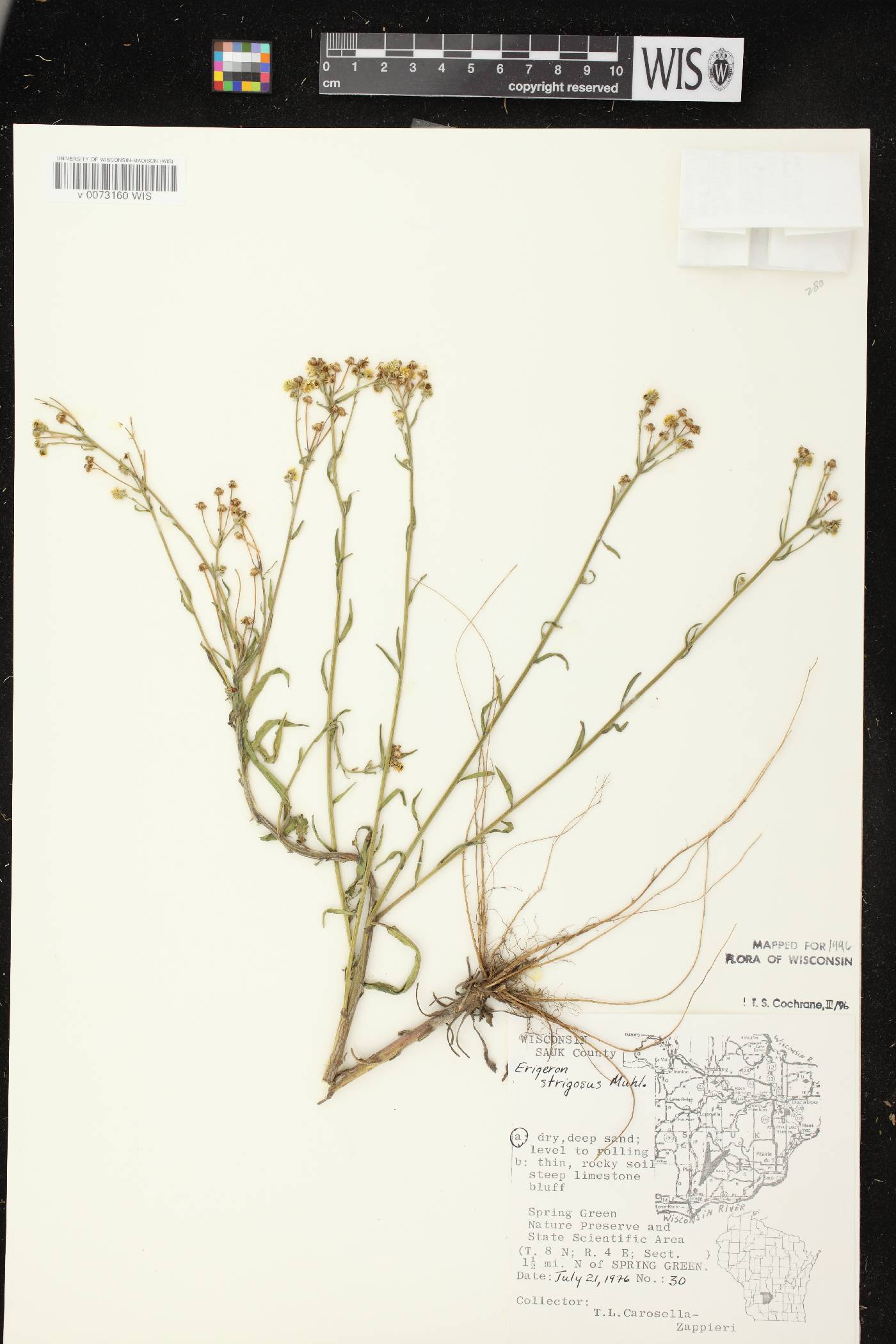 Erigeron strigosus var. strigosus image