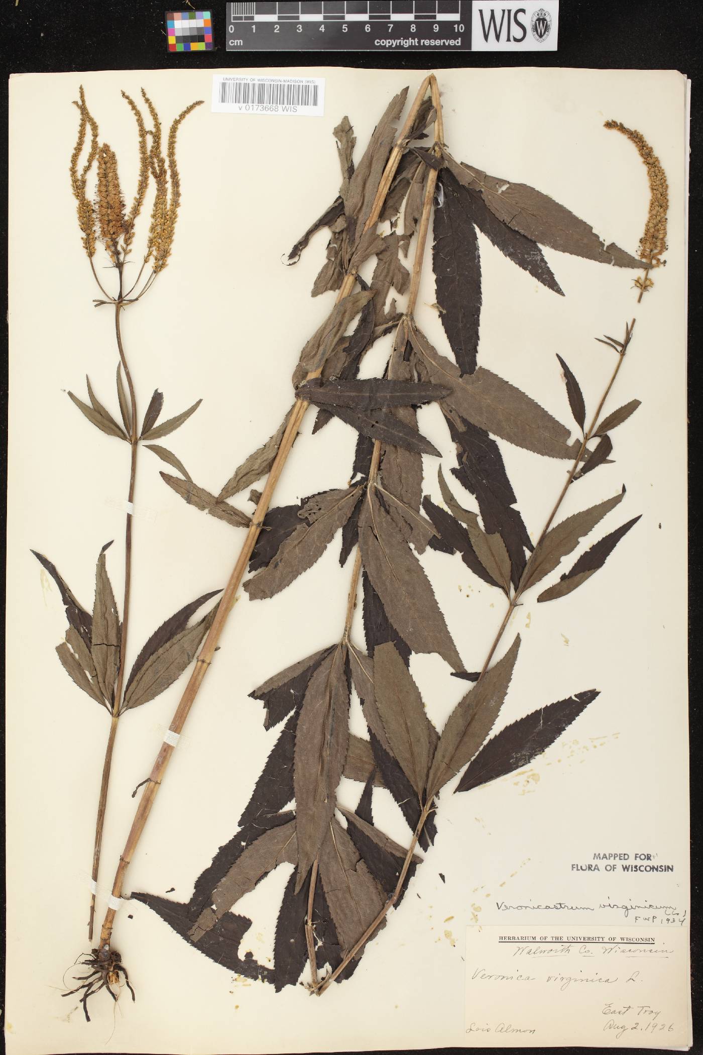 Veronicastrum virginicum image