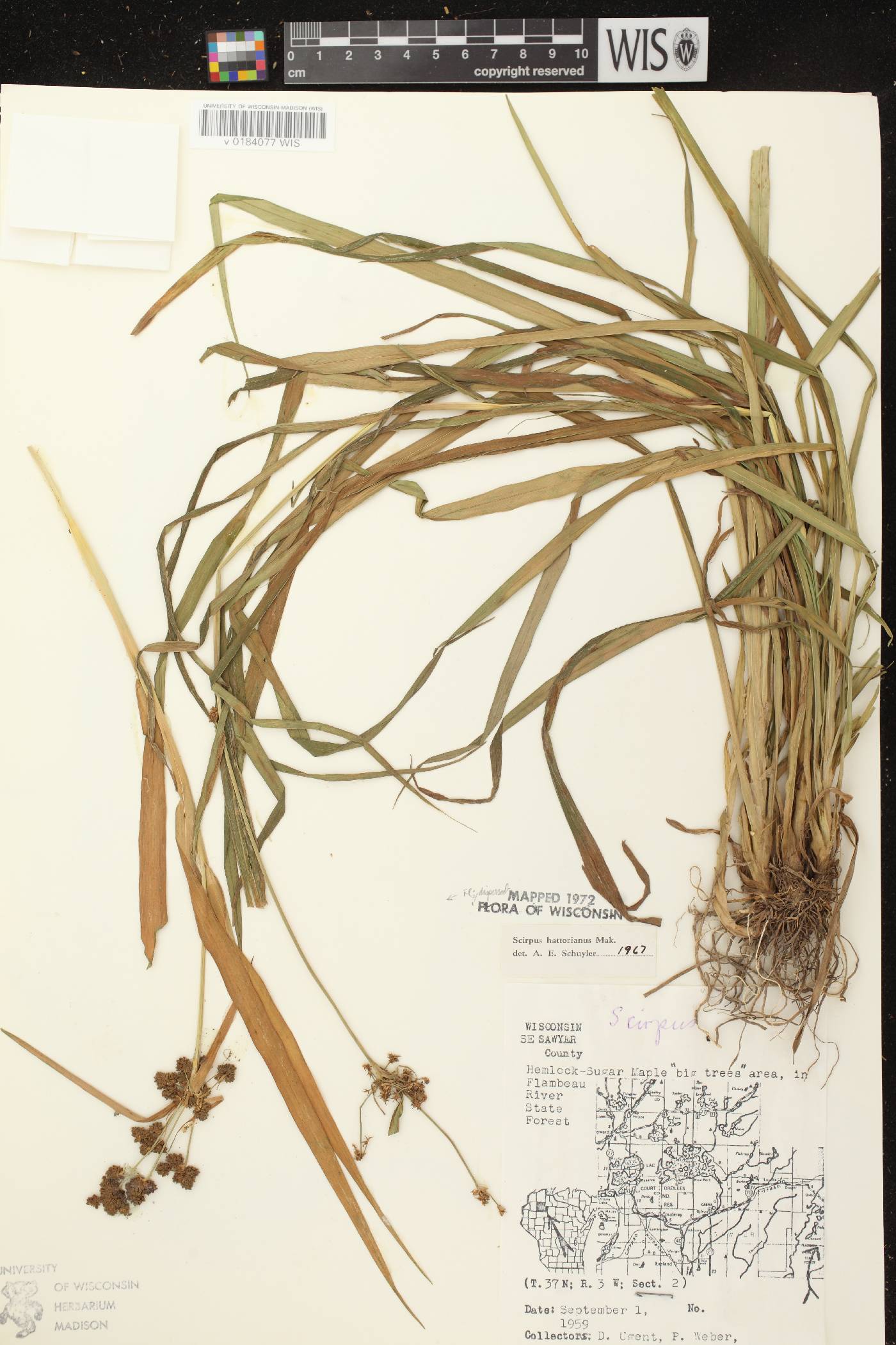 Scirpus hattorianus image