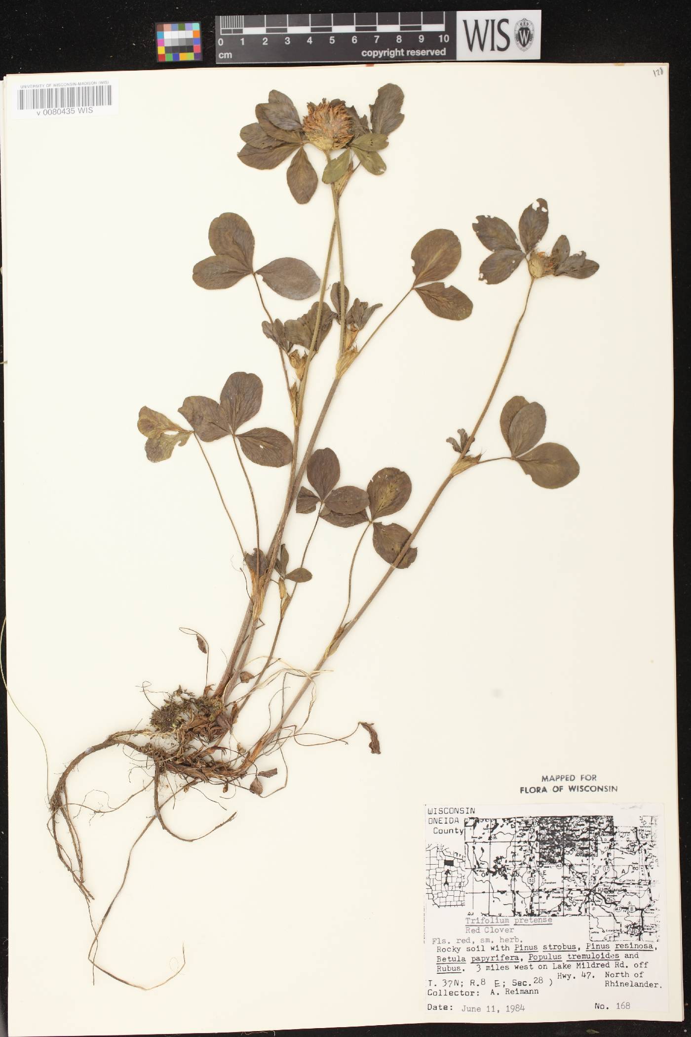 Trifolium pratense image