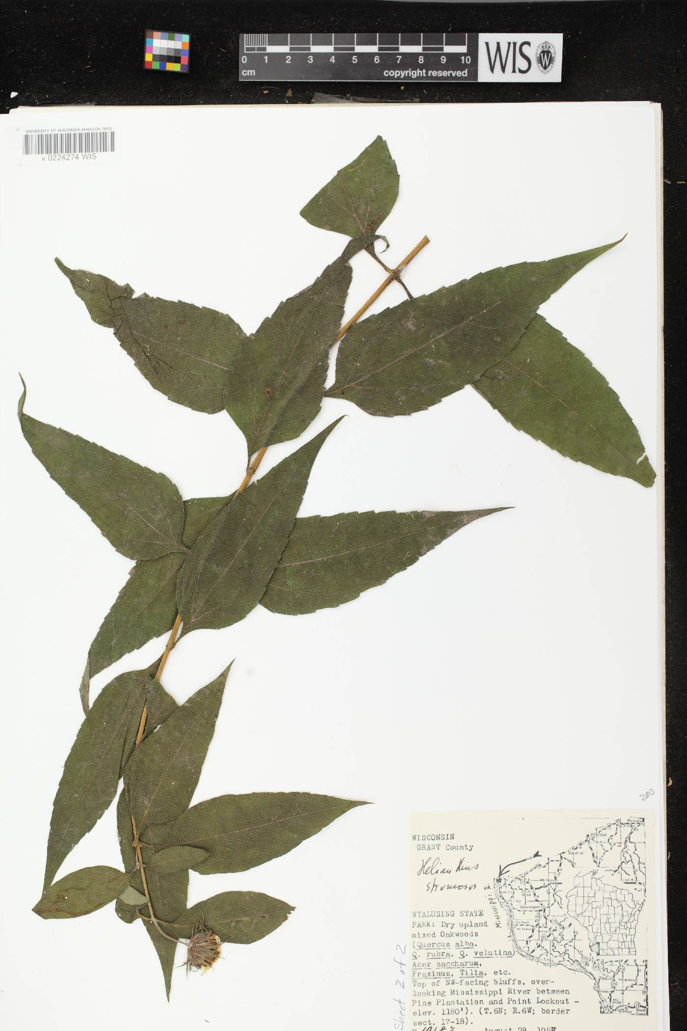 Helianthus strumosus image