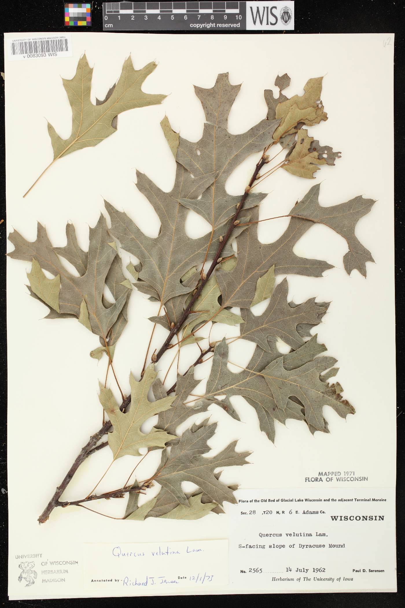 Quercus velutina image