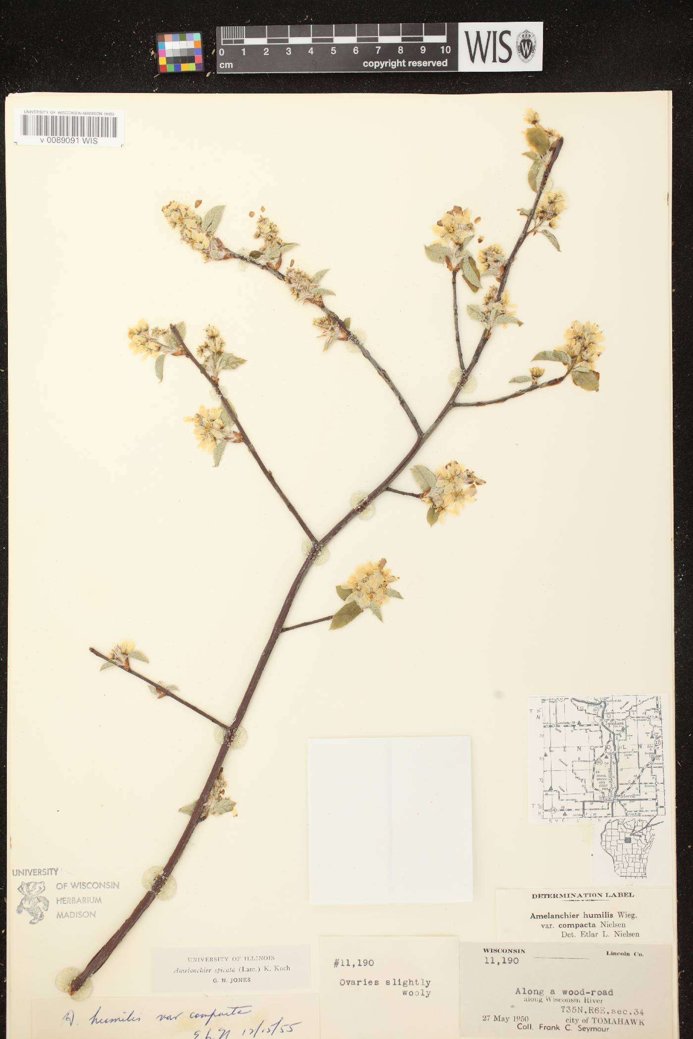 Amelanchier spicata image
