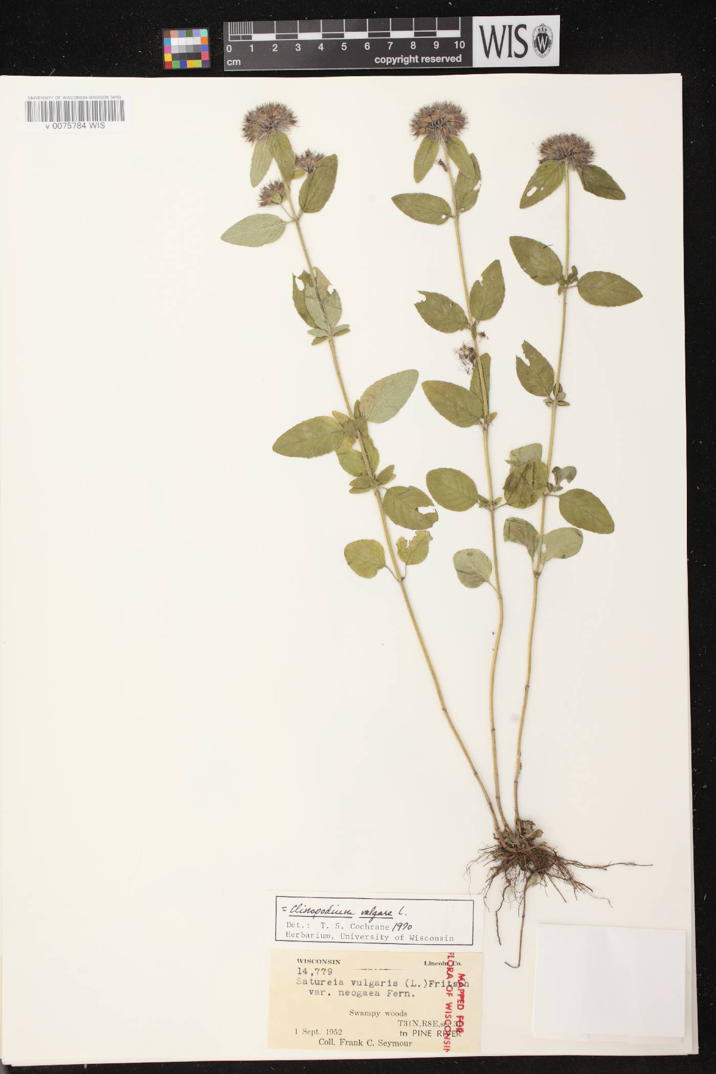 Clinopodium vulgare image