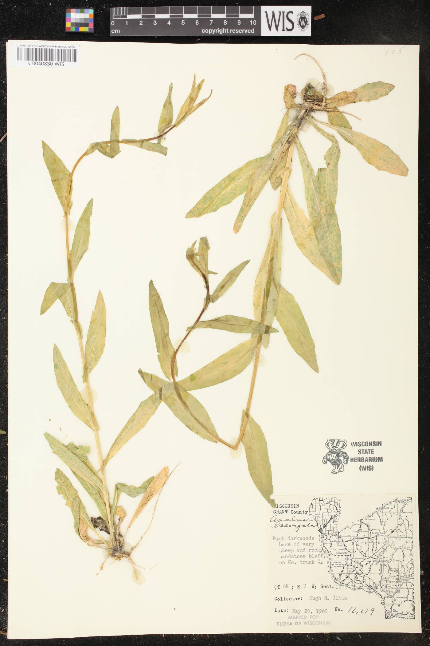 Boechera laevigata image