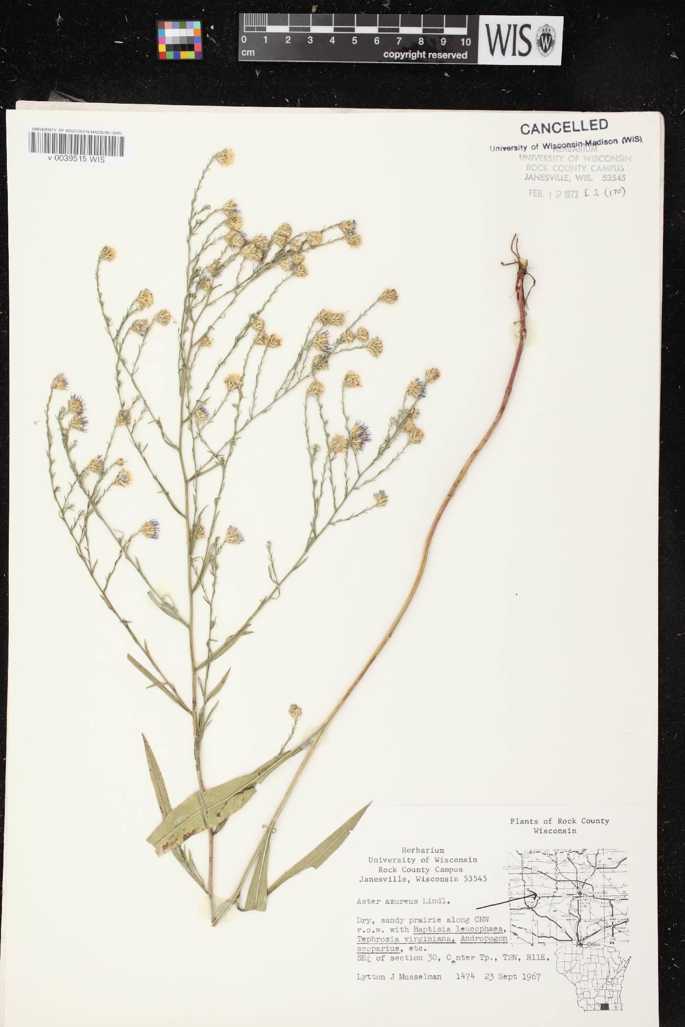 Symphyotrichum oolentangiense image