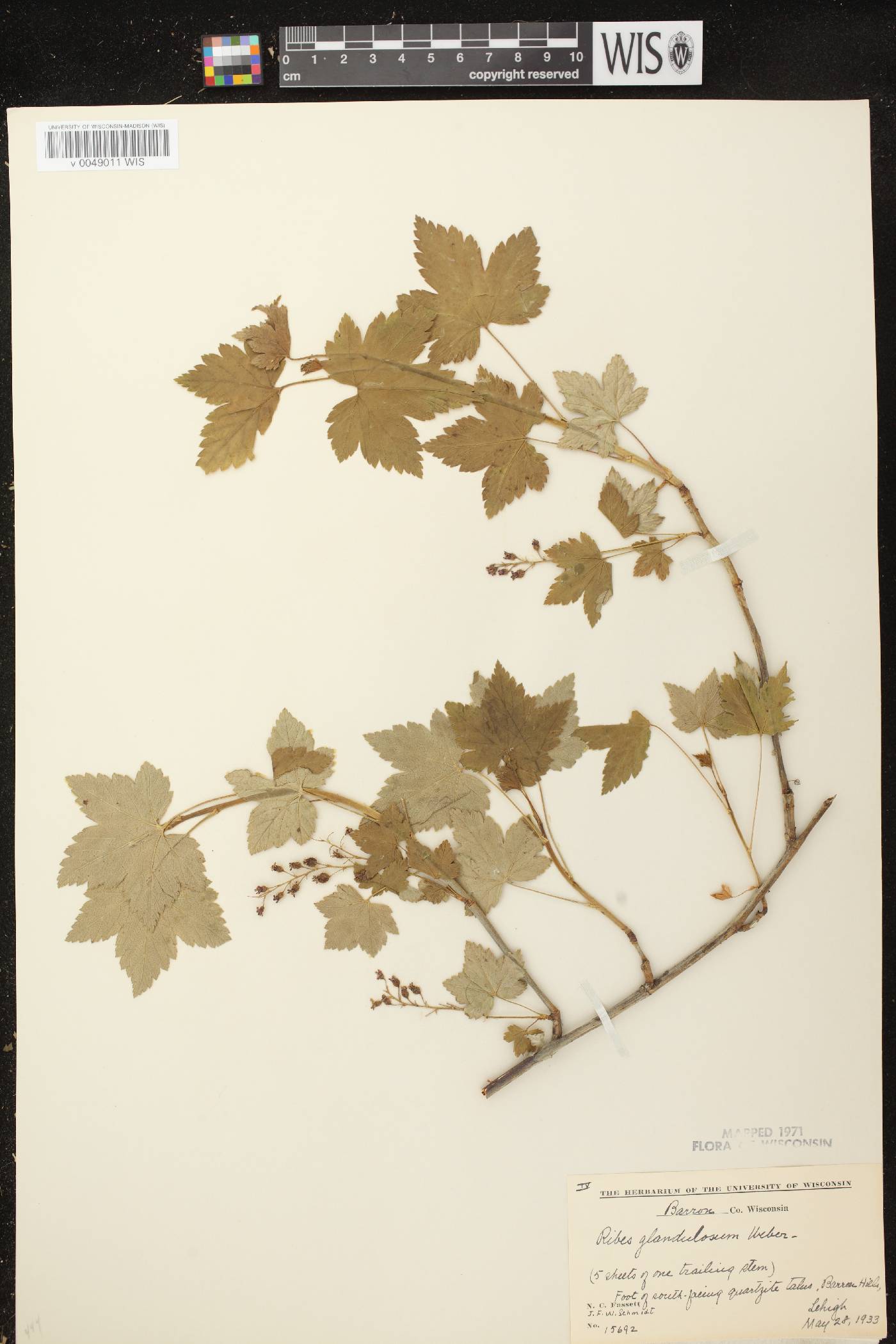 Ribes glandulosum image