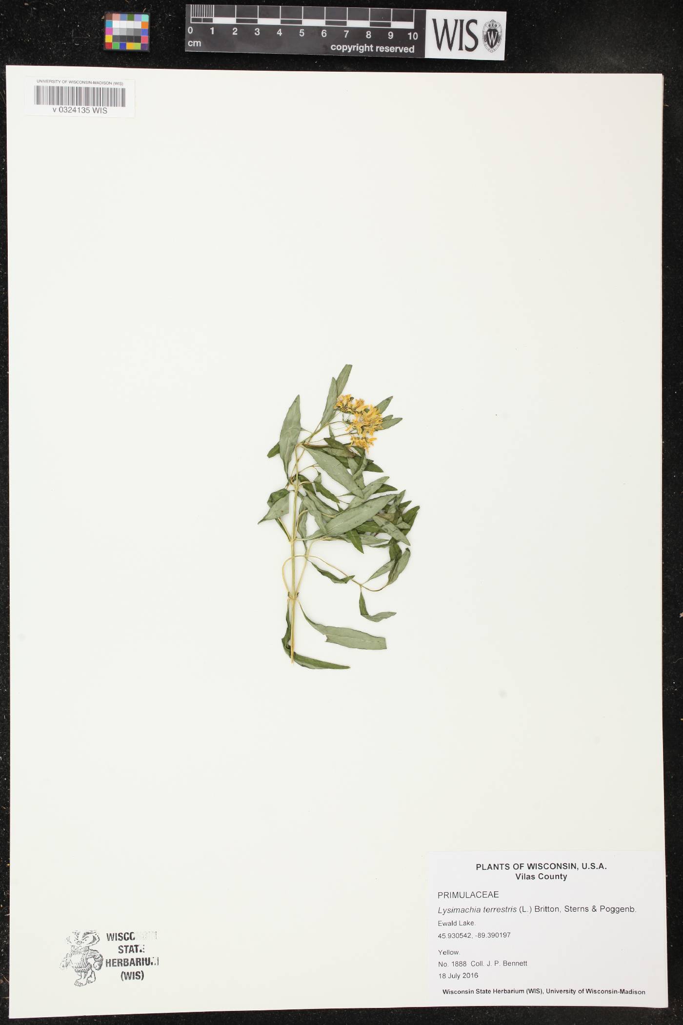 Lysimachia terrestris image