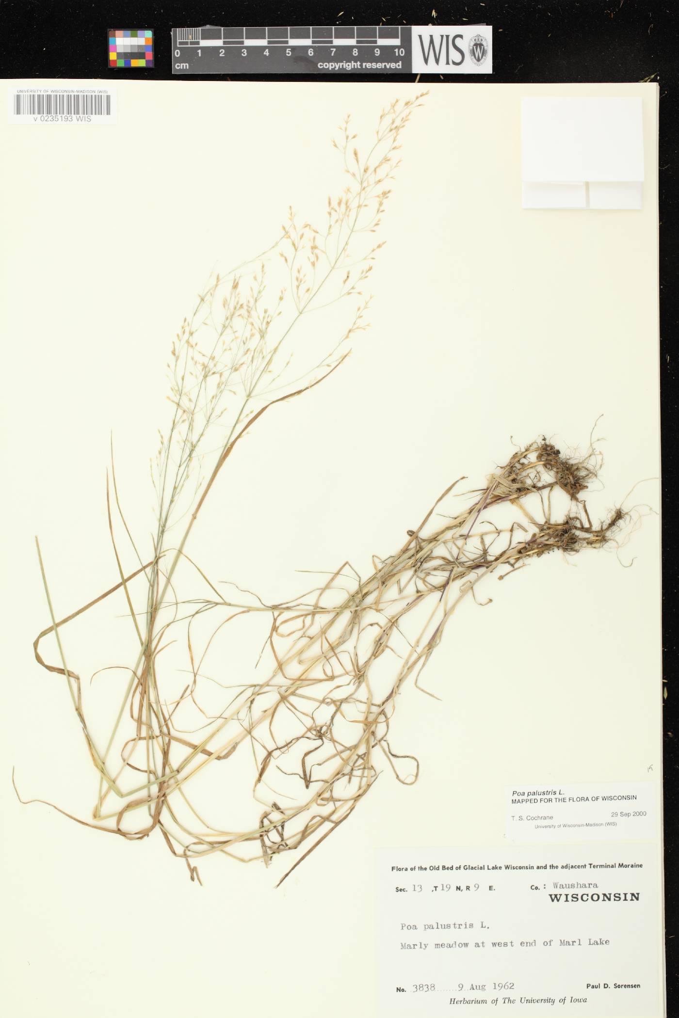 Poa palustris image