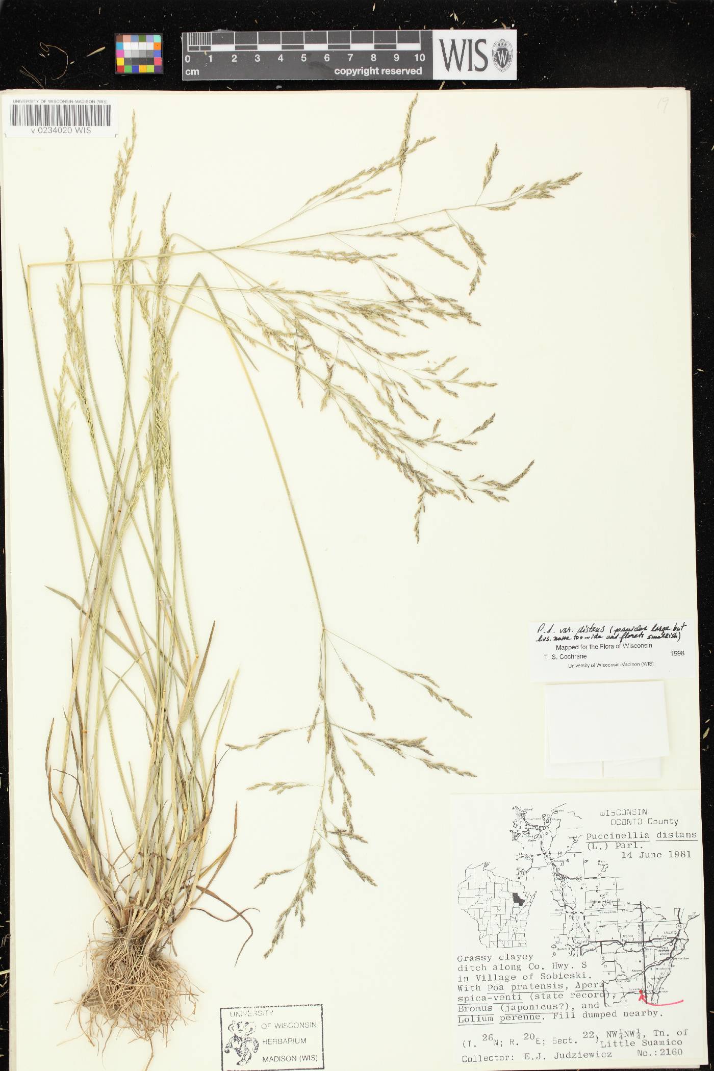 Puccinellia distans subsp. distans image