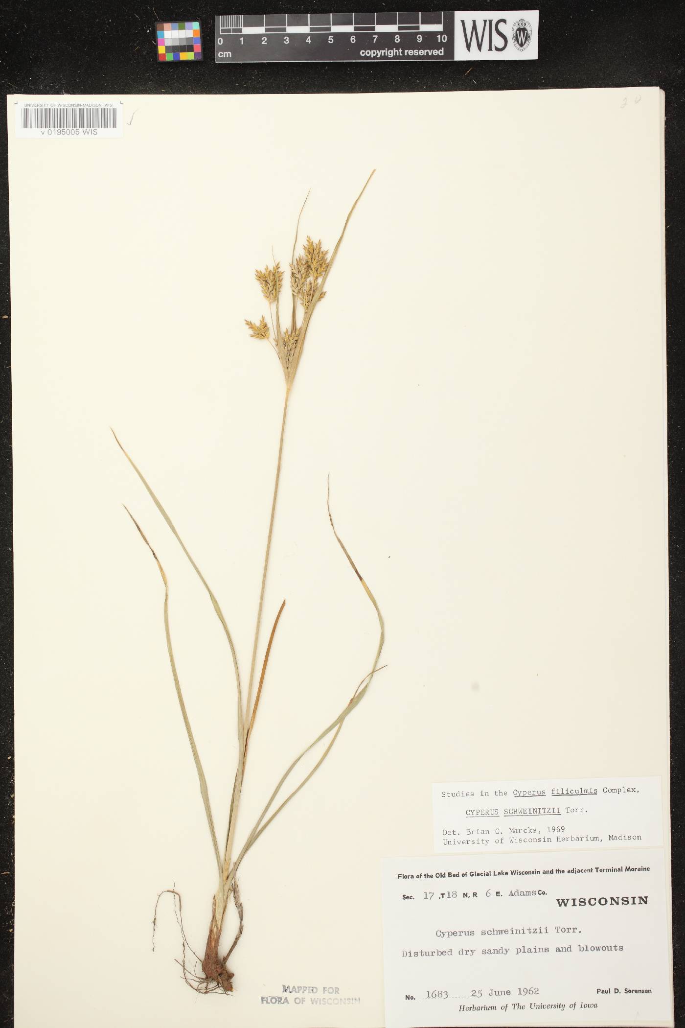 Cyperus schweinitzii image