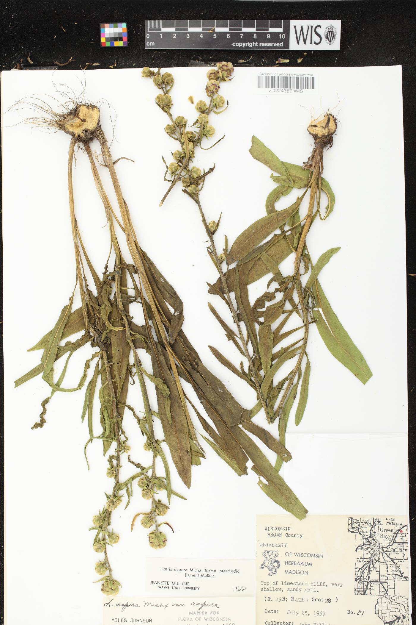 Liatris aspera image