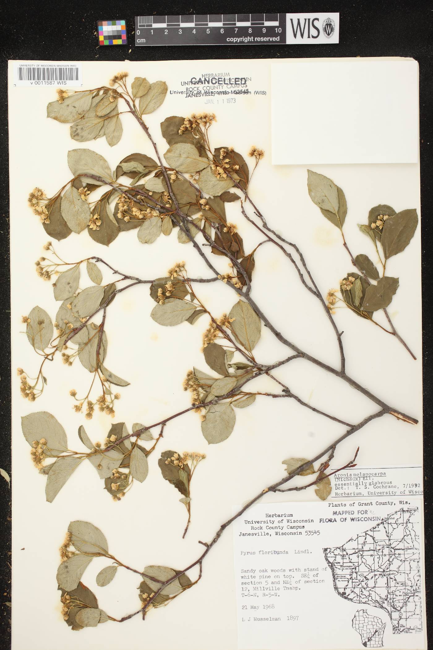 Aronia x prunifolia image