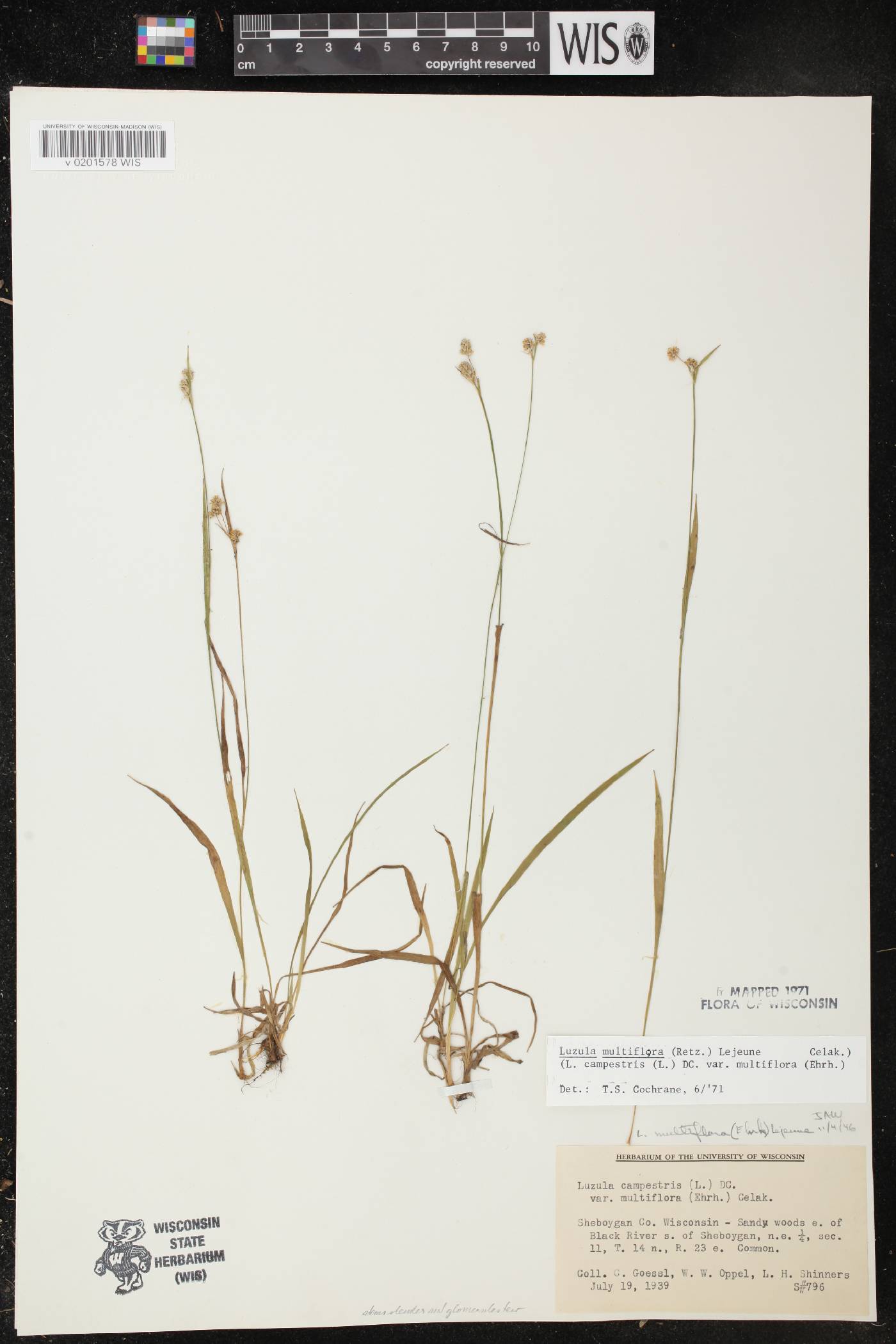 Luzula multiflora image