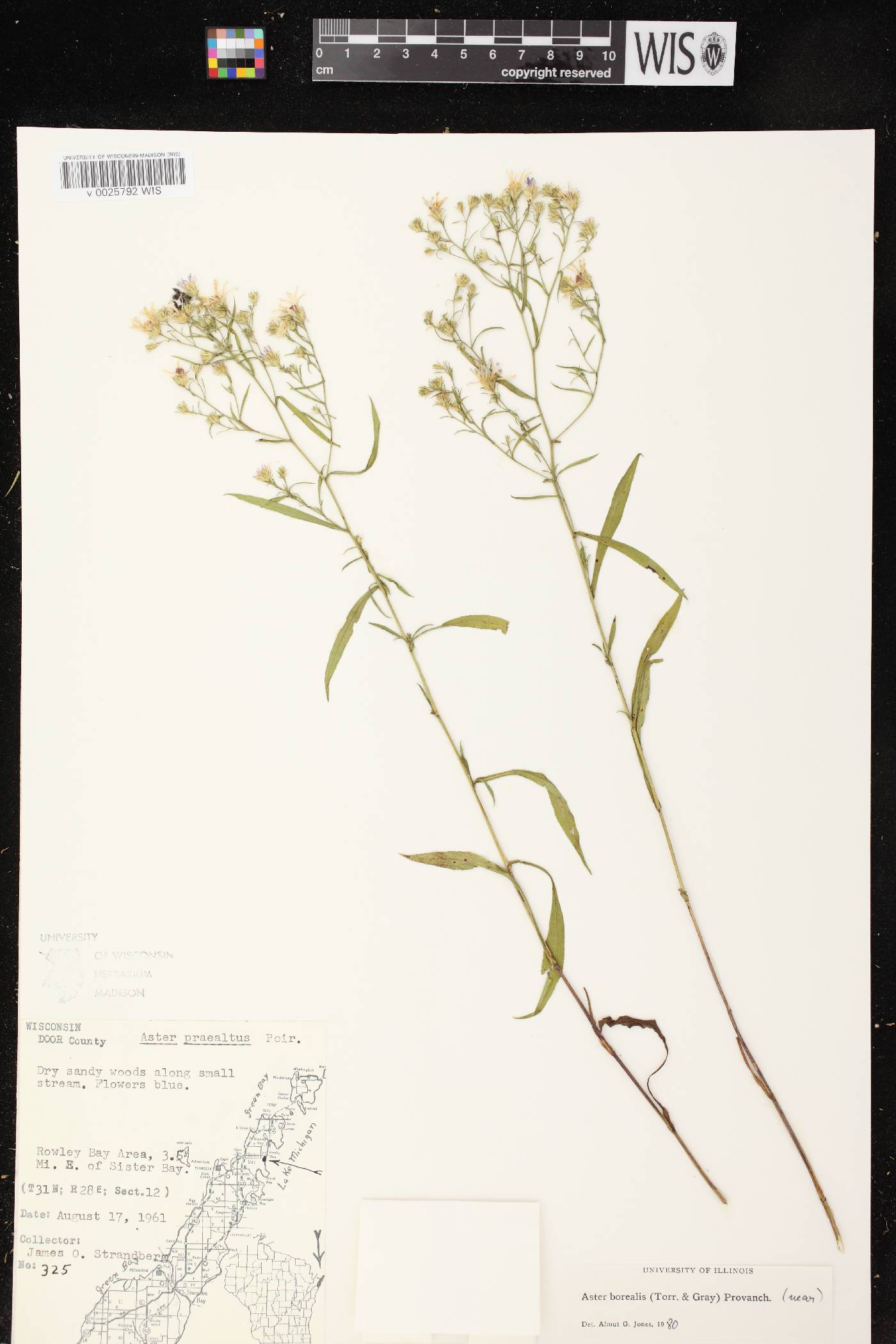 Symphyotrichum boreale image