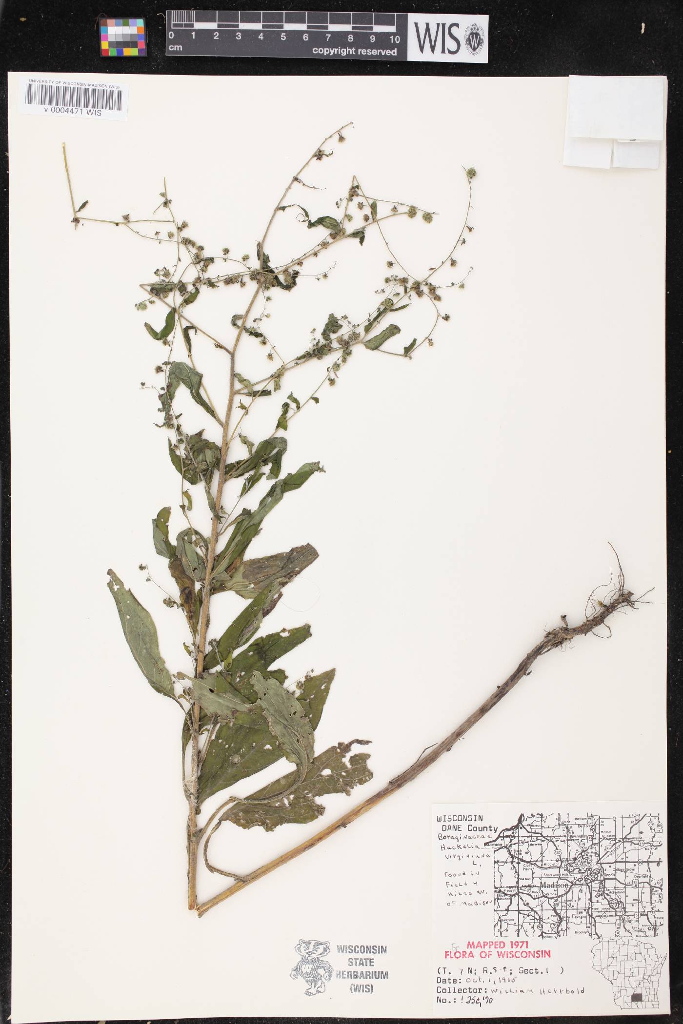 Hackelia virginiana image