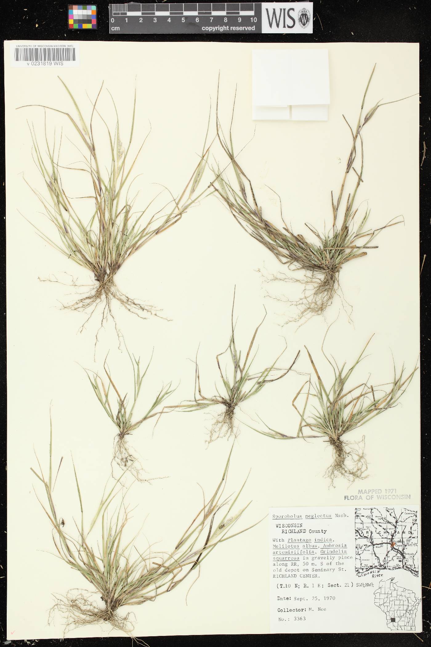 Sporobolus neglectus image