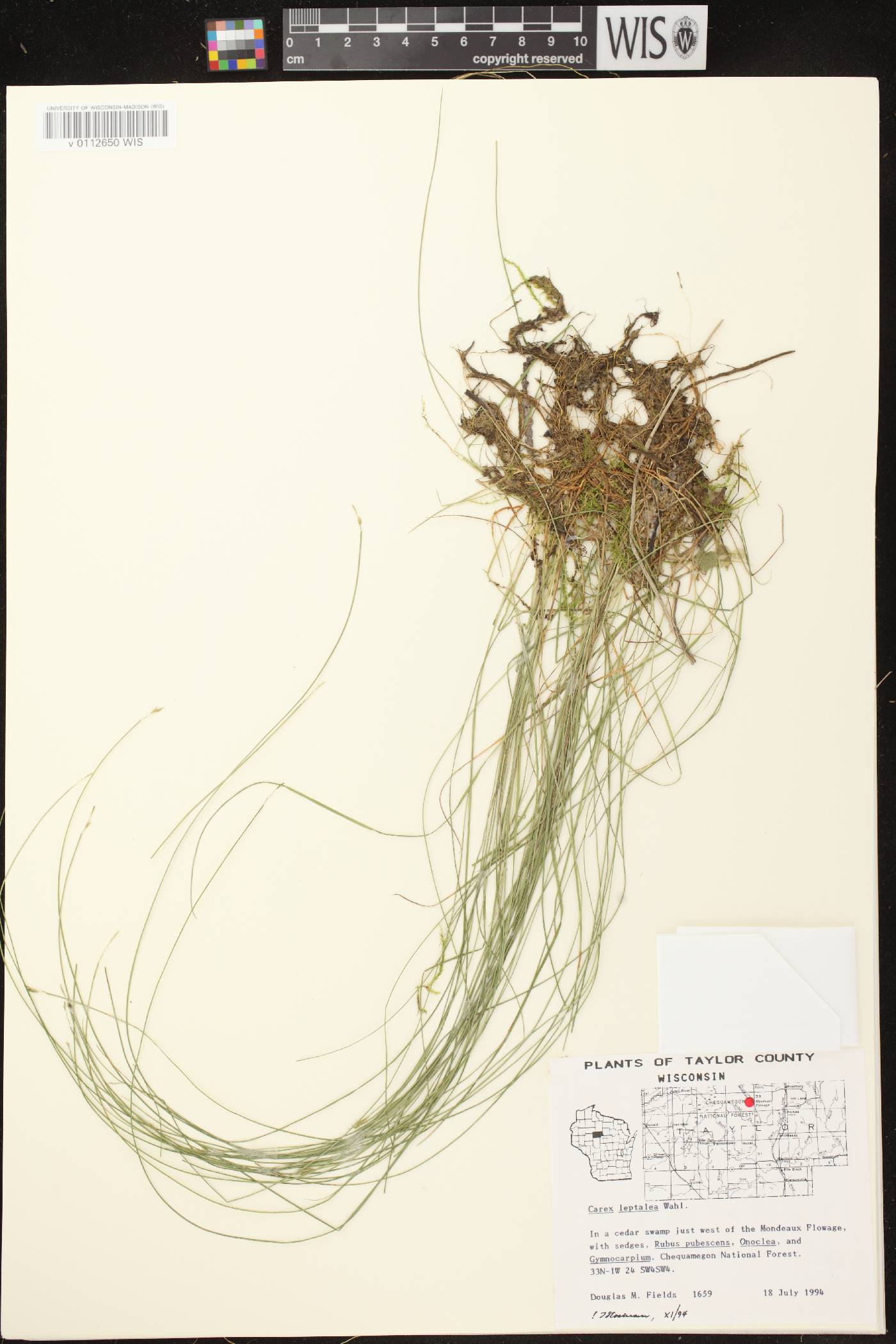 Carex leptalea subsp. leptalea image