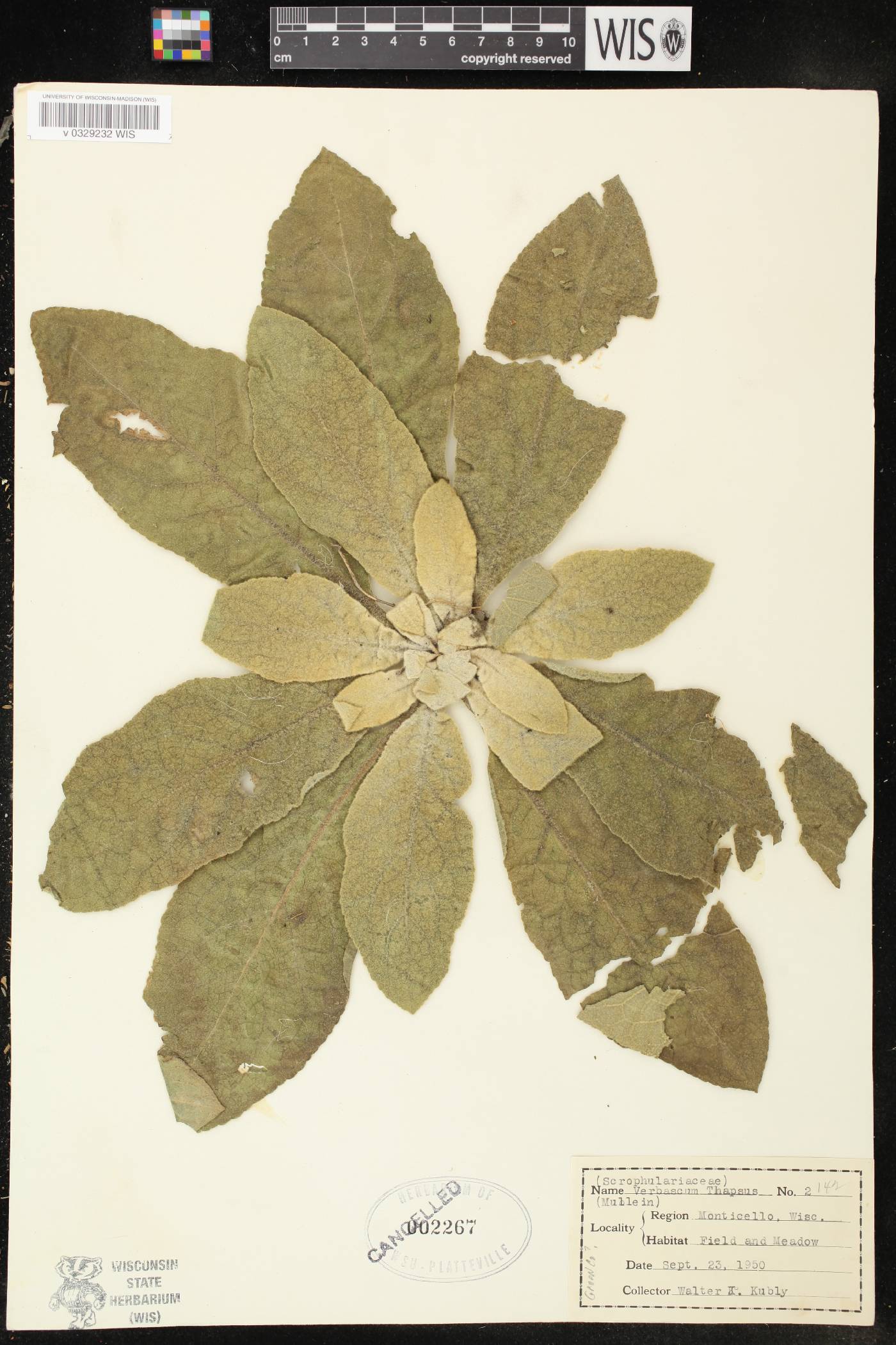 Verbascum thapsus image