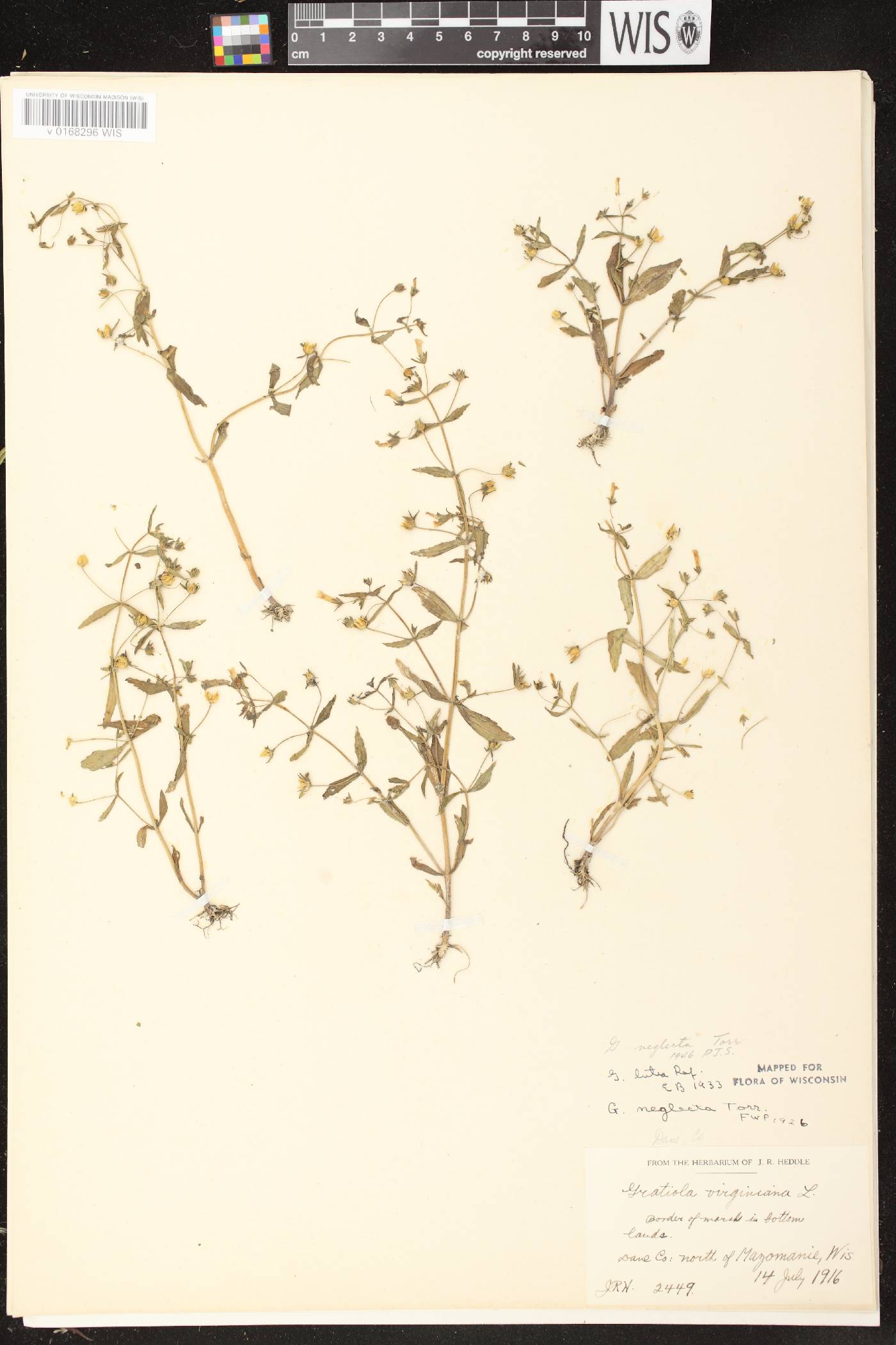 Gratiola neglecta image