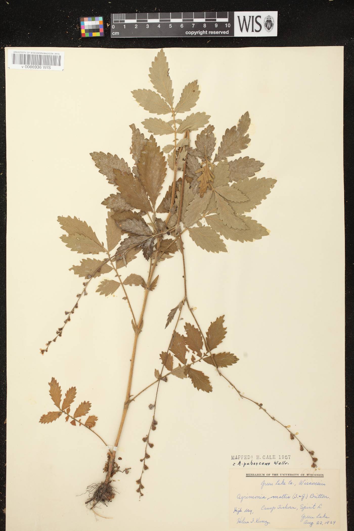 Agrimonia pubescens image