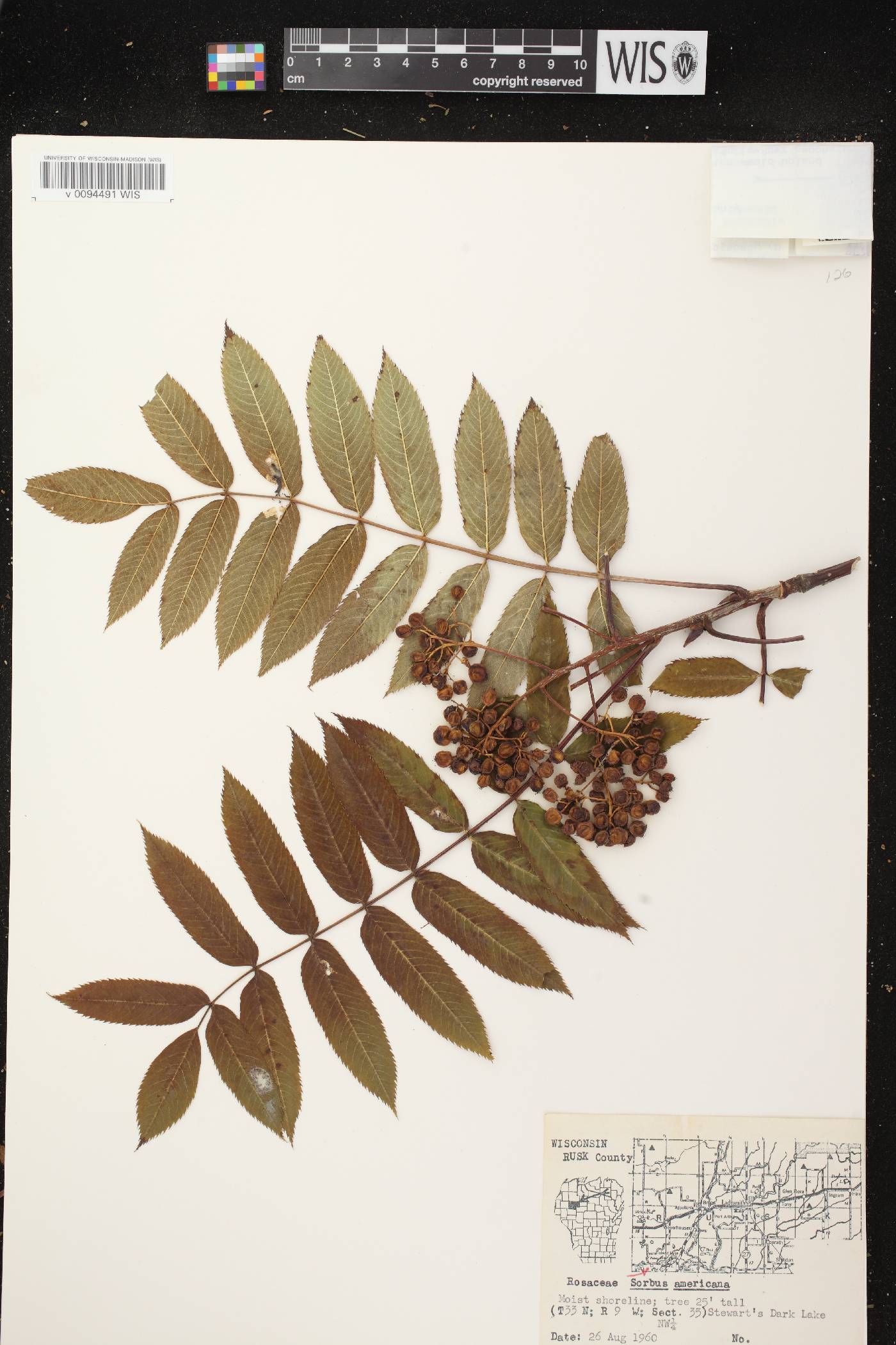 Sorbus americana image