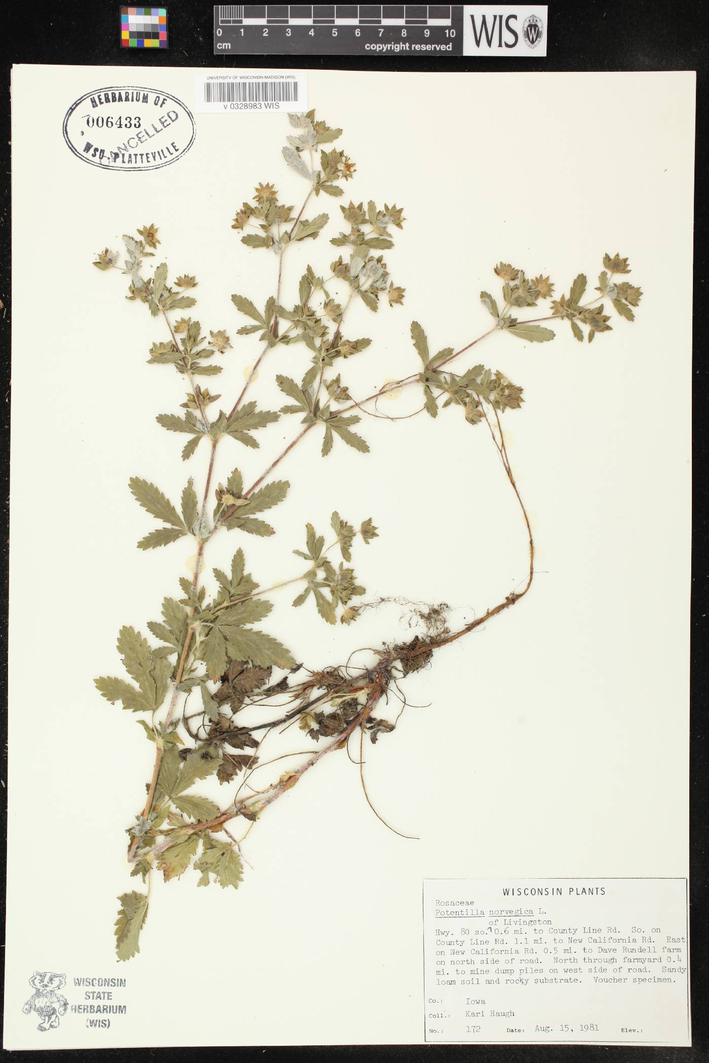 Potentilla norvegica image