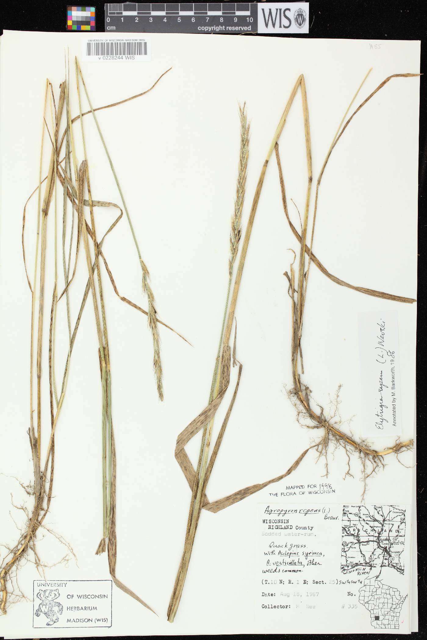 Elymus repens image