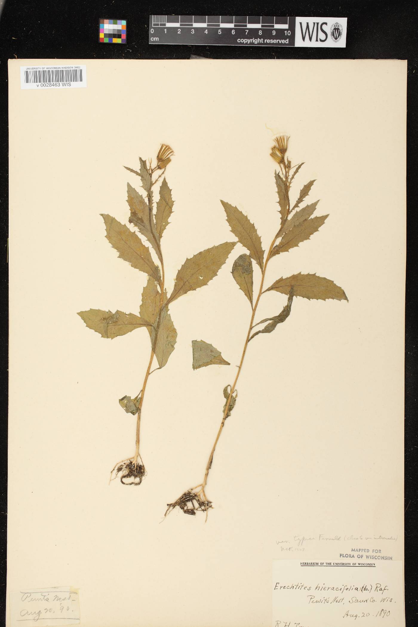 Erechtites hieracifolius image