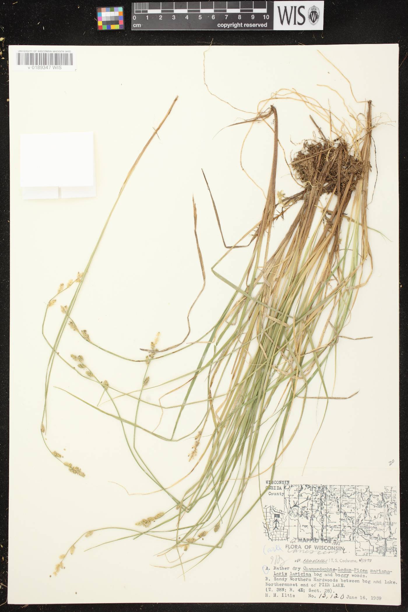 Carex canescens image