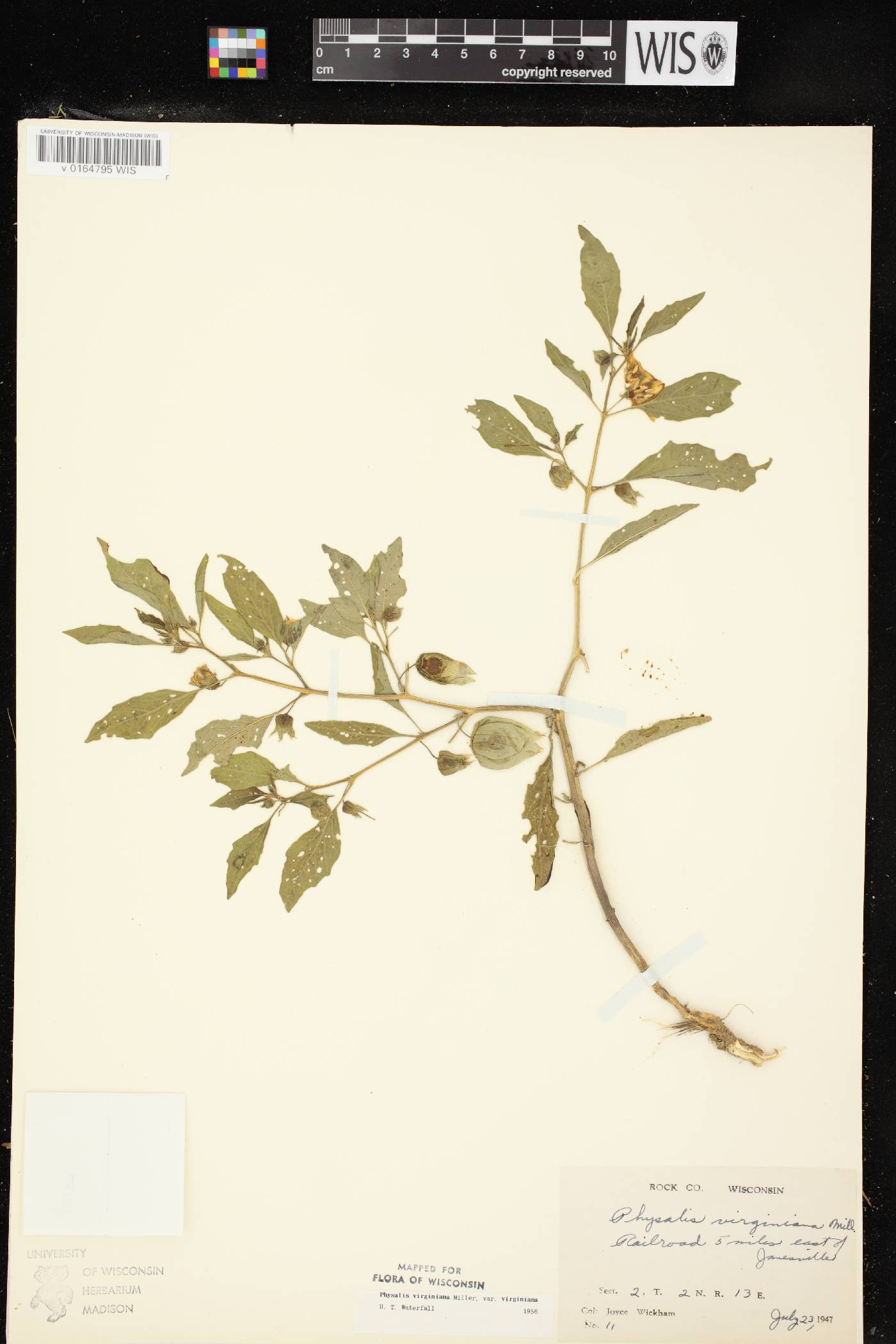 Physalis virginiana var. virginiana image
