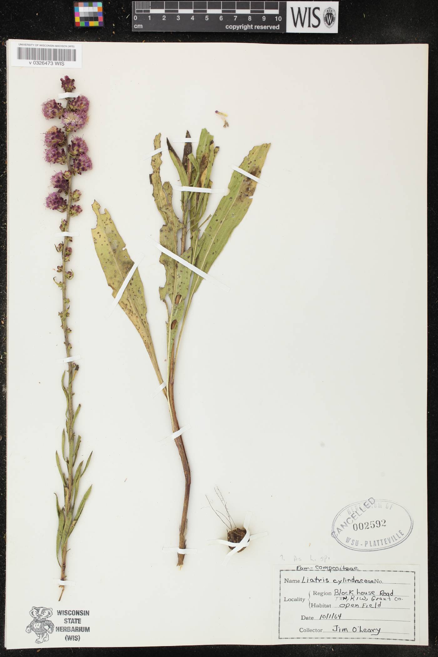 Liatris aspera image