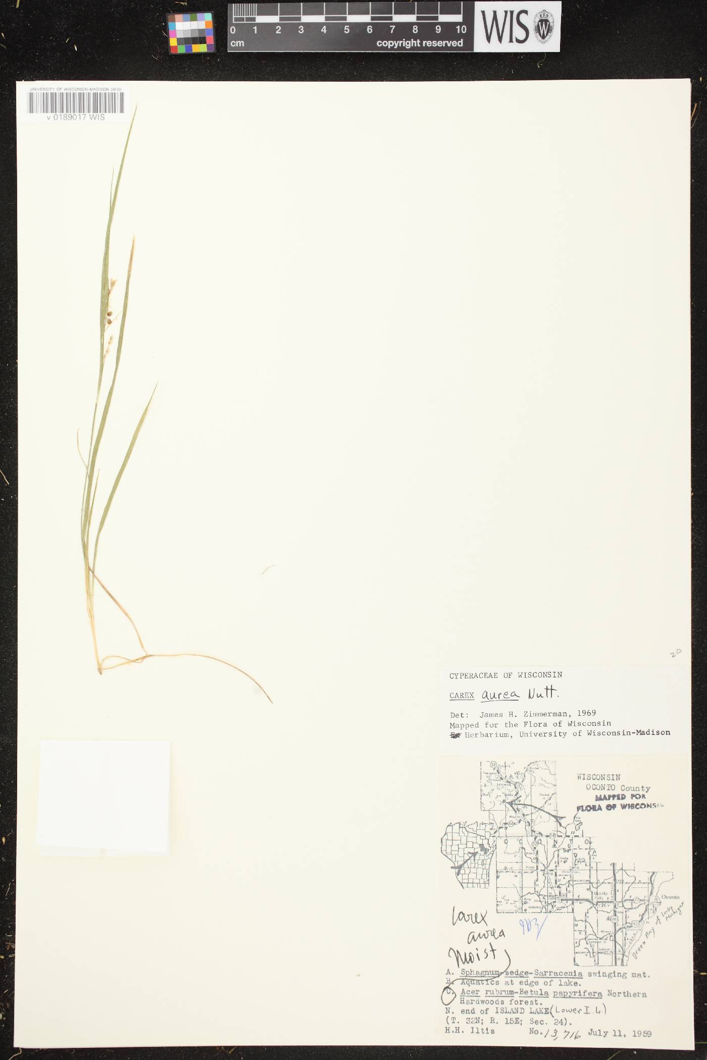 Carex aurea image