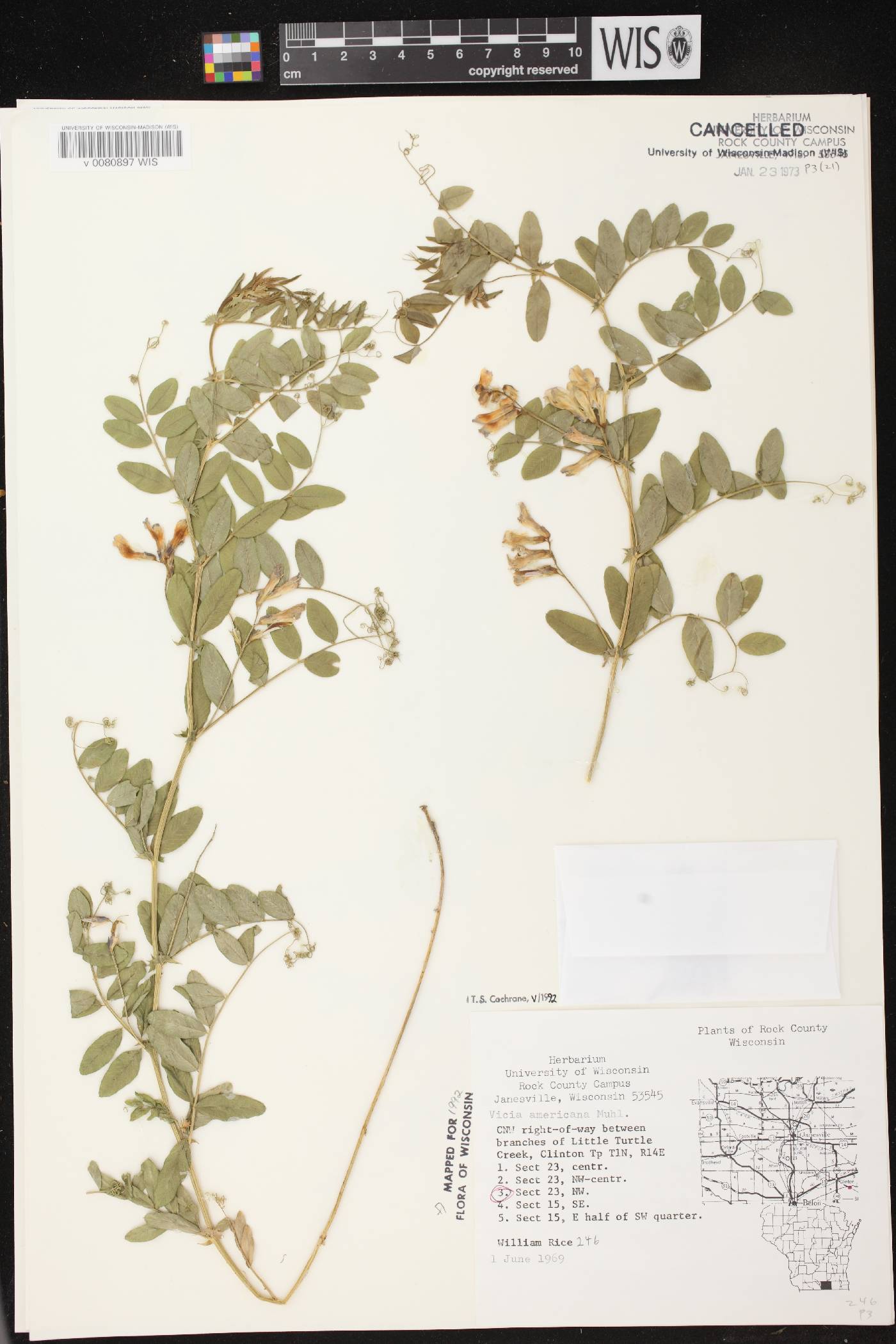 Vicia americana image