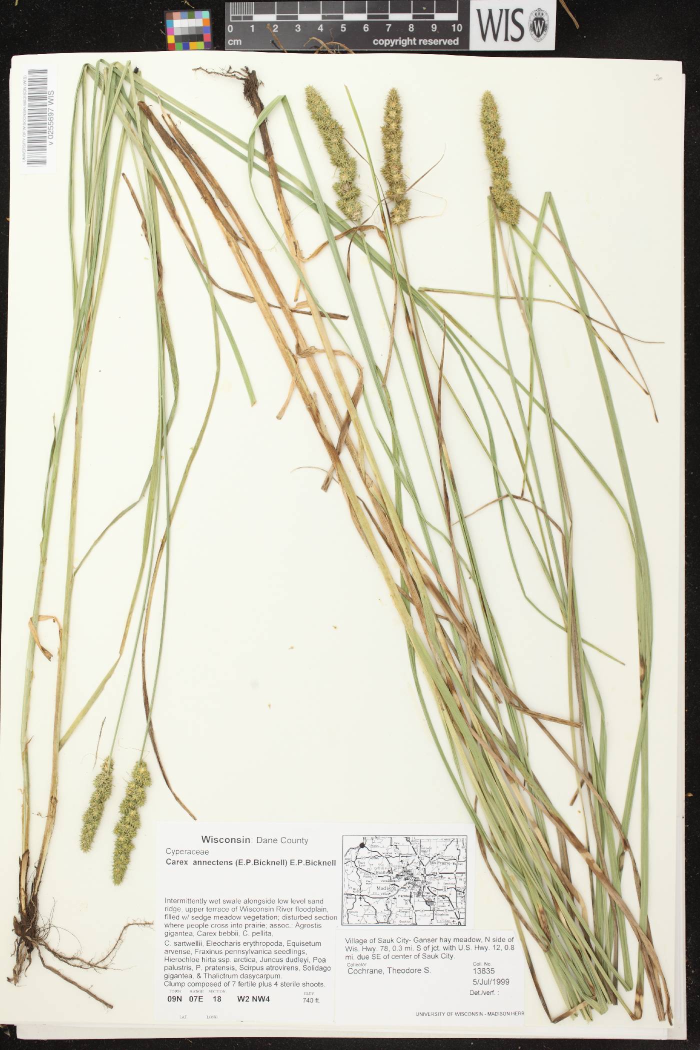 Carex annectens image