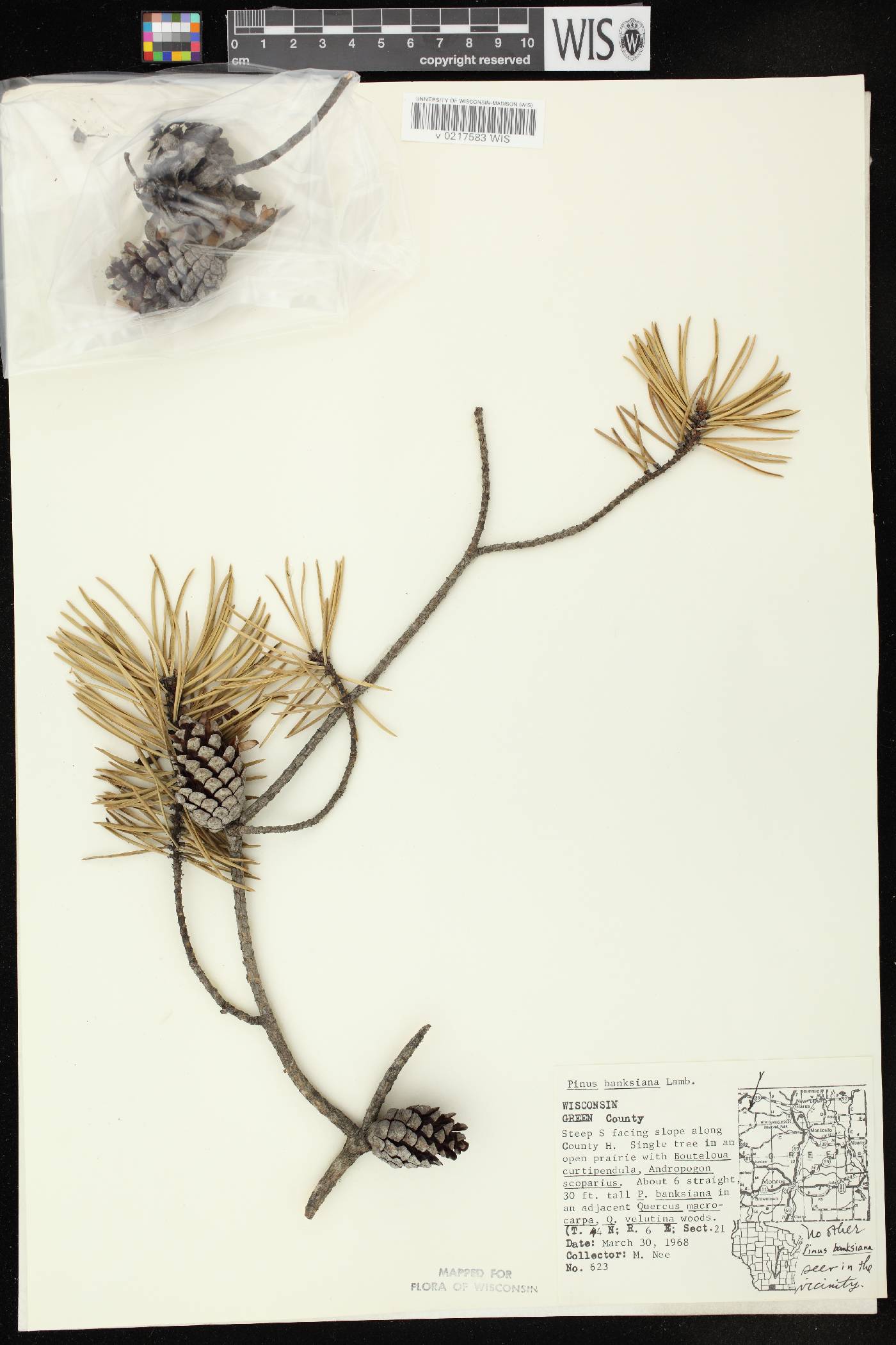 Pinus banksiana image