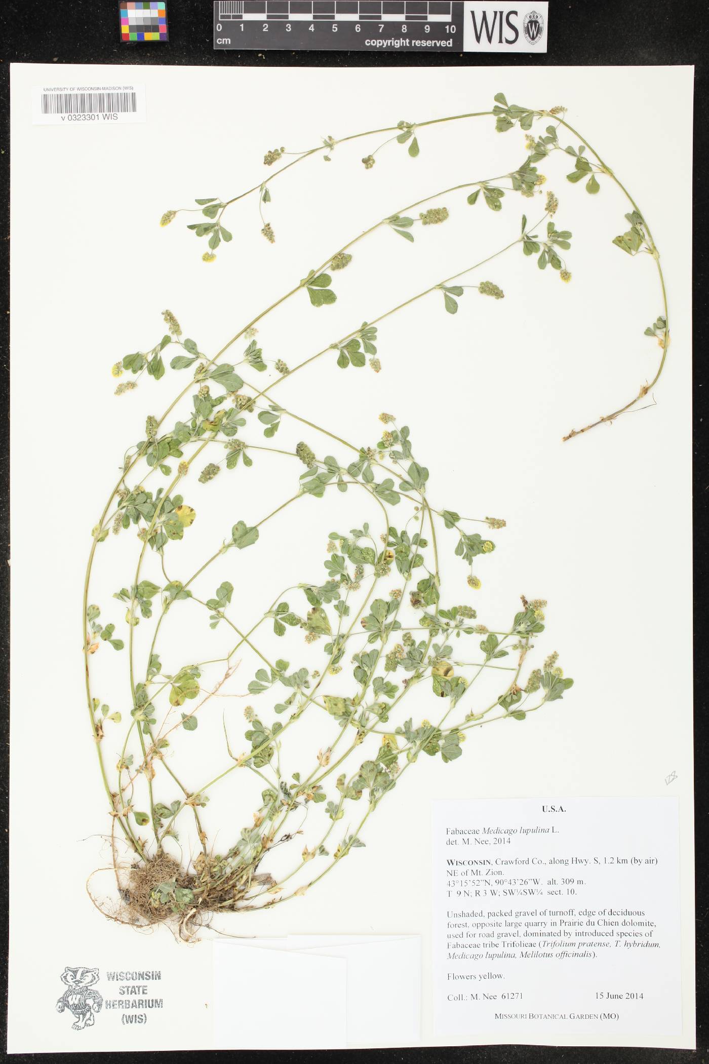 Medicago lupulina image