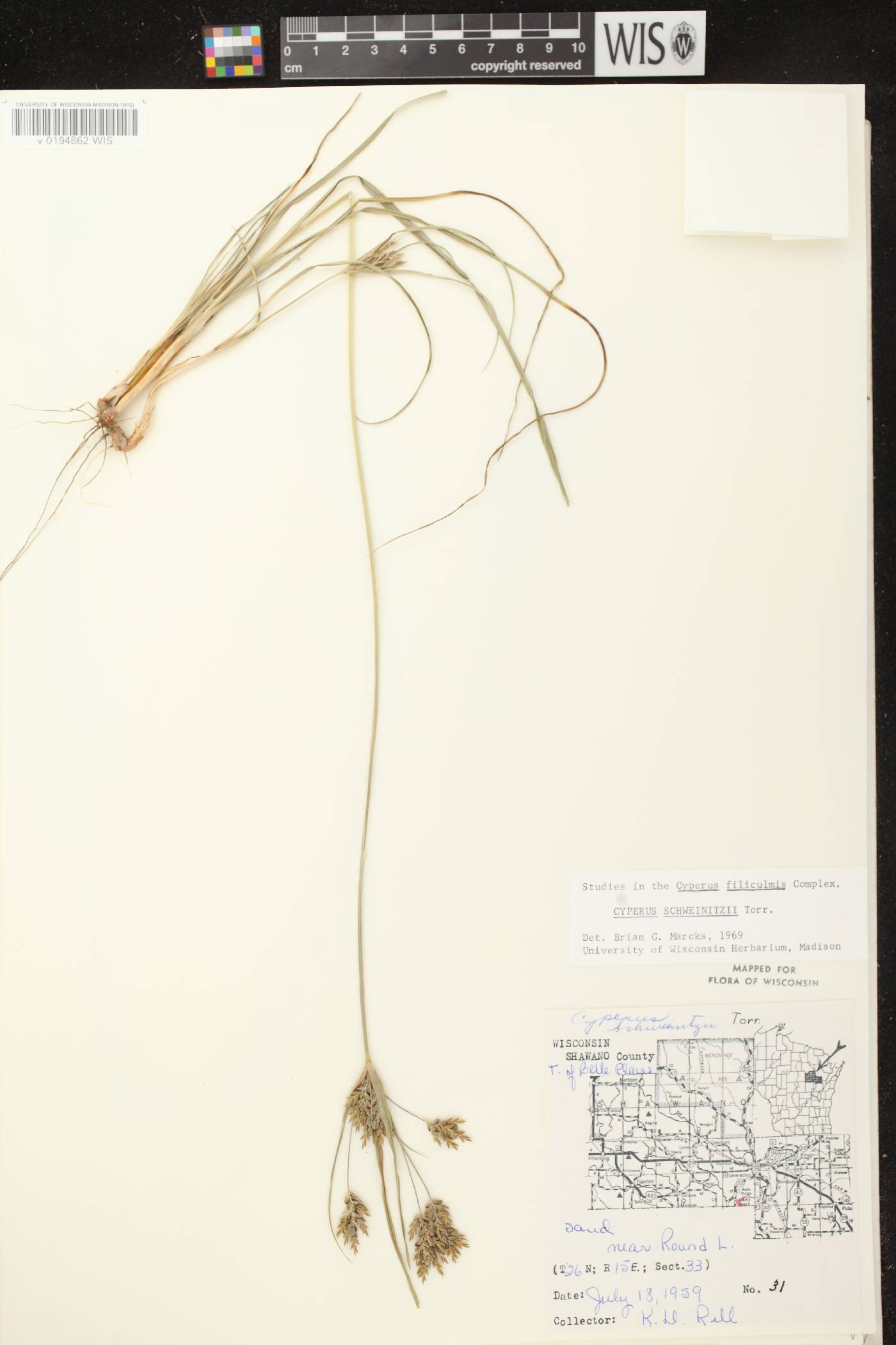 Cyperus schweinitzii image