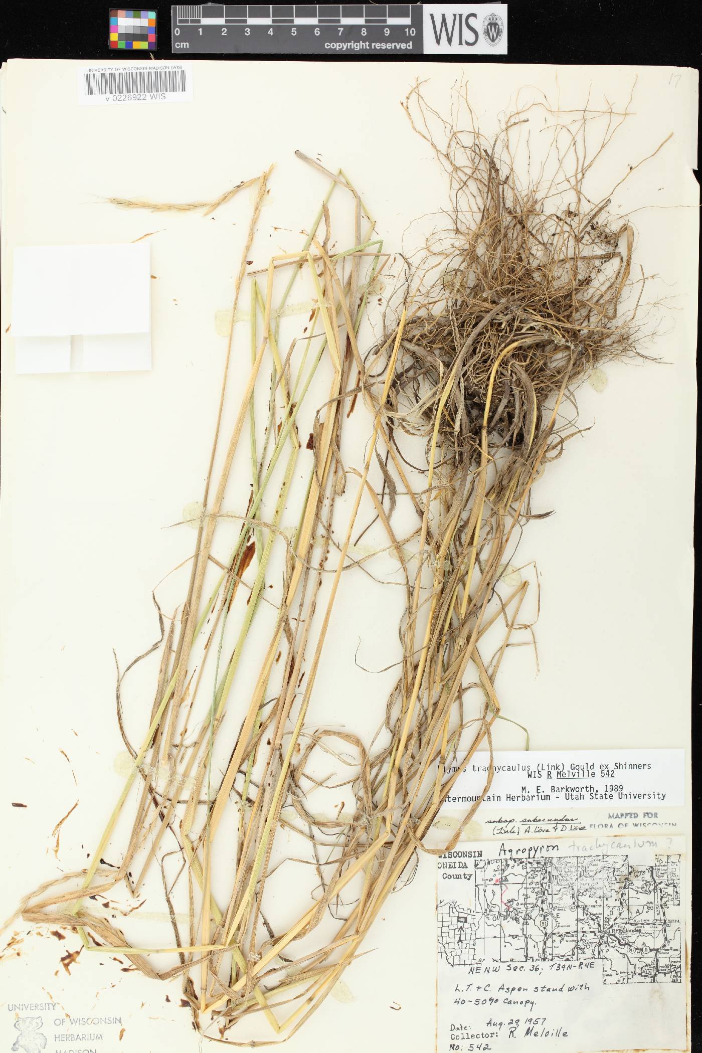 Elymus trachycaulus subsp. subsecundus image