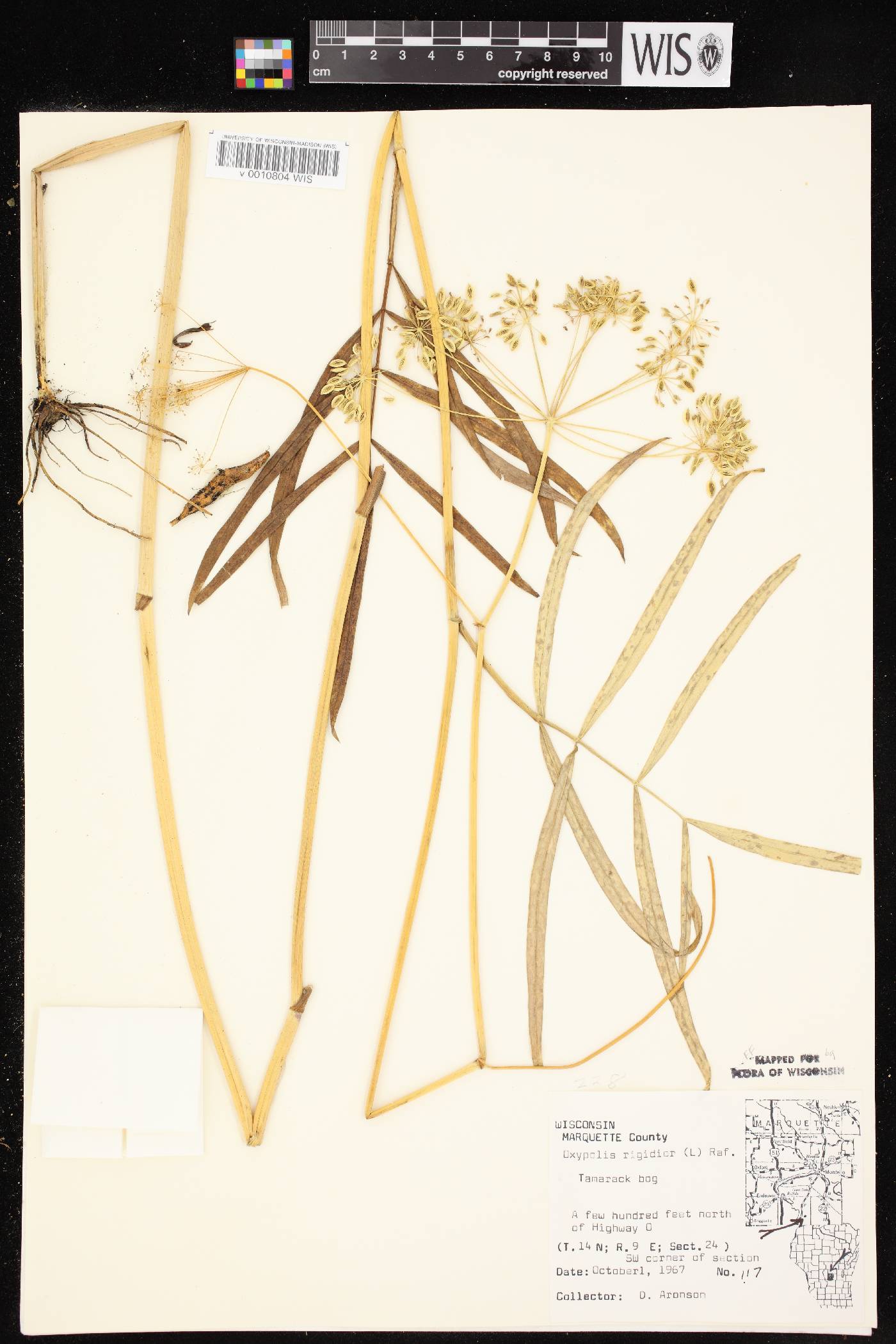 Oxypolis rigidior image