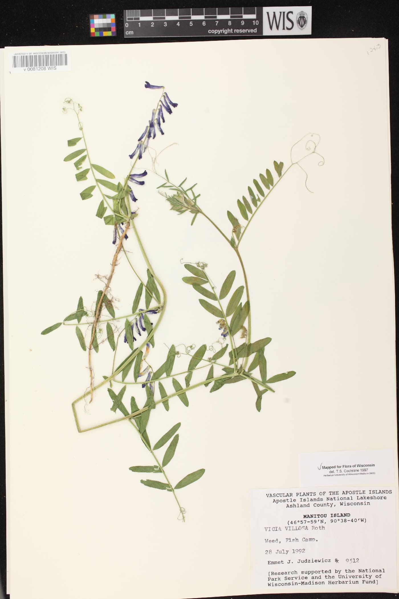 Vicia villosa image