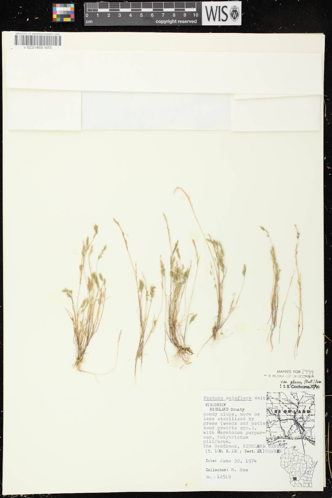Festuca octoflora image