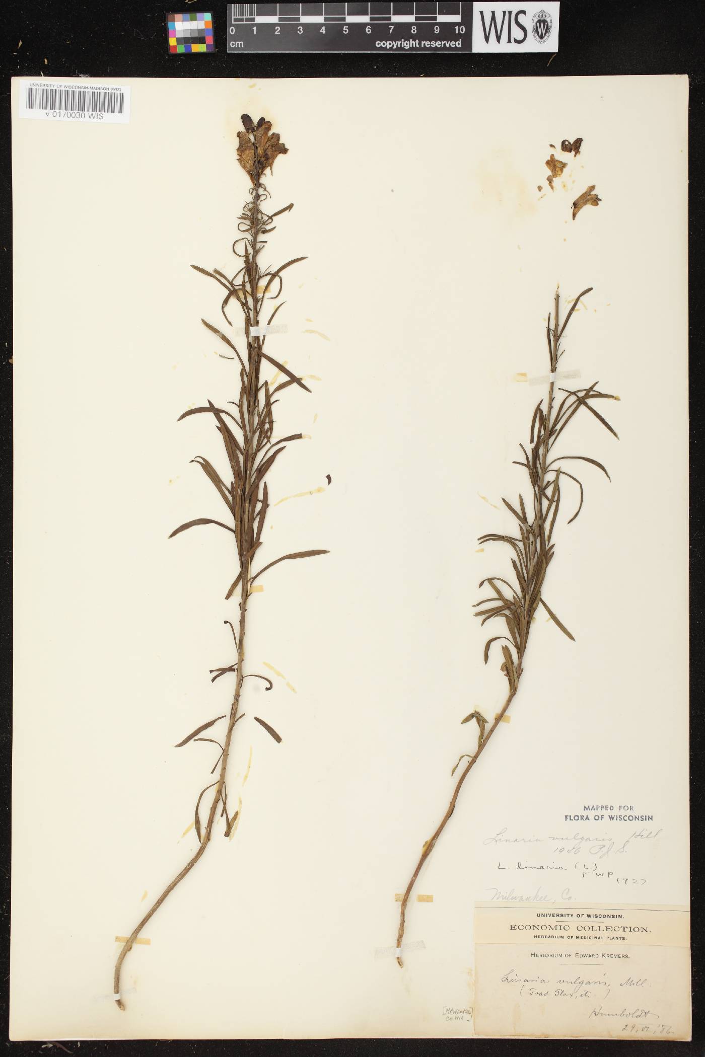 Linaria vulgaris image
