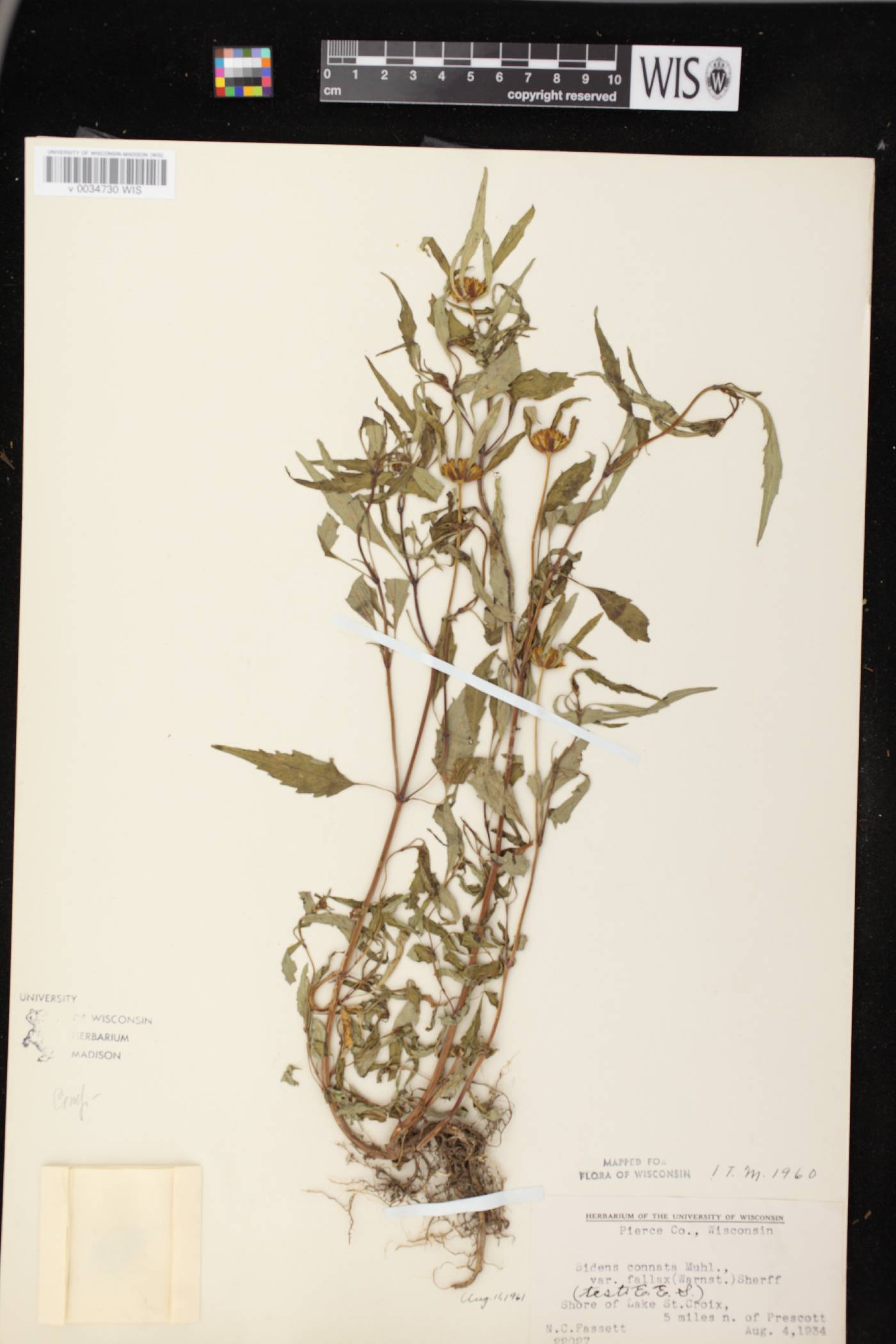 Bidens connata image