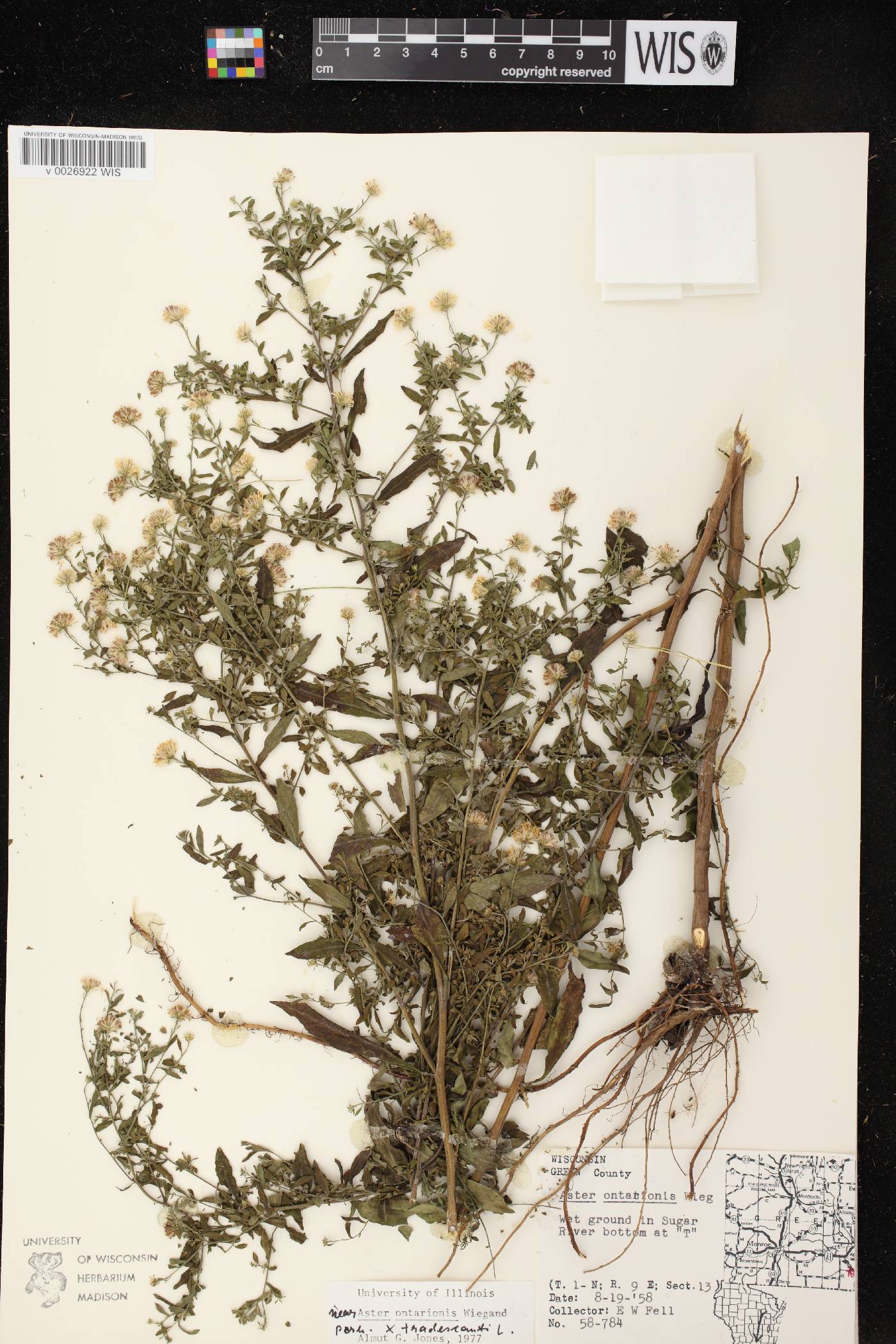 Symphyotrichum ontarionis image