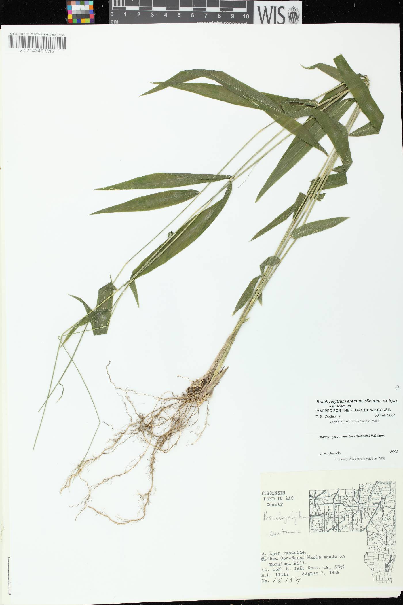Brachyelytrum erectum image