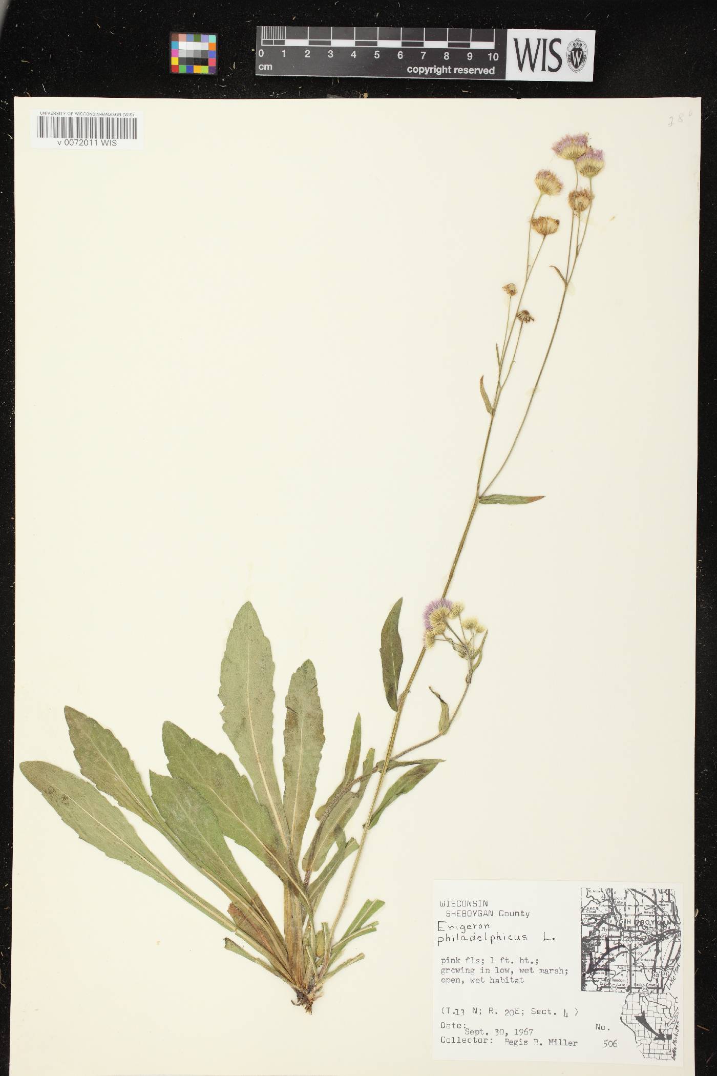 Erigeron philadelphicus image